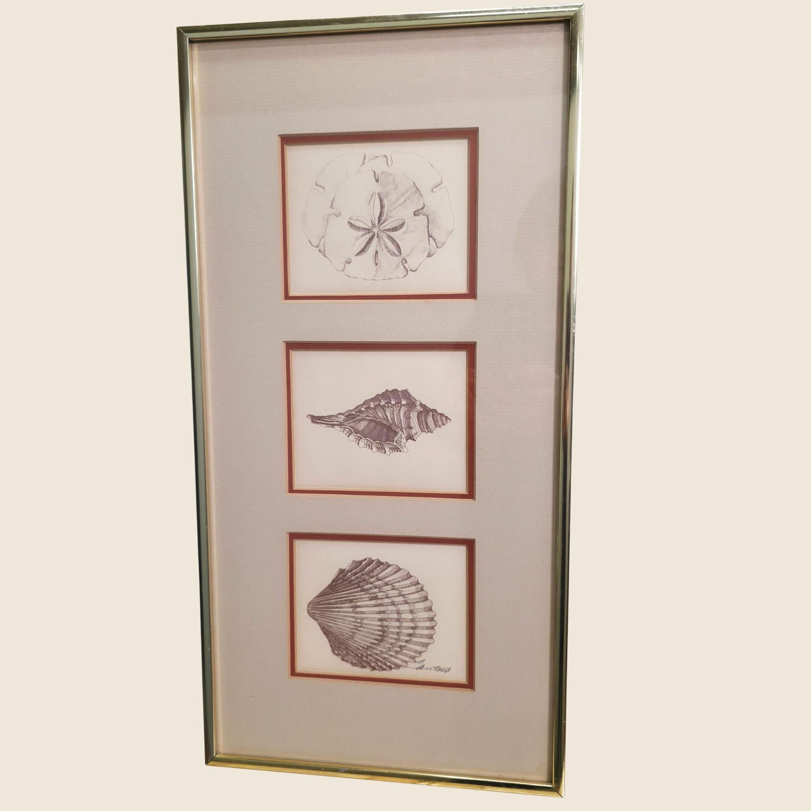 Vintage Coastal Shell Triptych Sand Dollar Conch Scallop Wall Art in Chrome Frame Natural History - 4