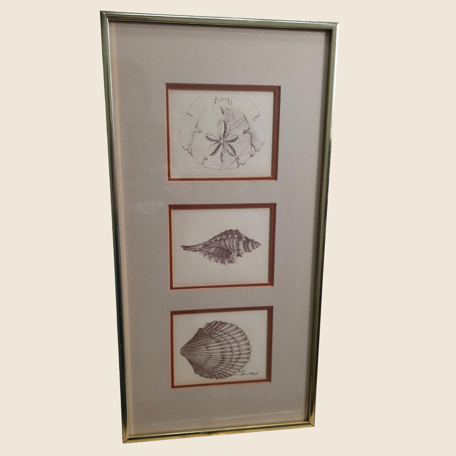 Vintage Coastal Shell Triptych Sand Dollar Conch Scallop Wall Art in Chrome Frame Natural History - 5