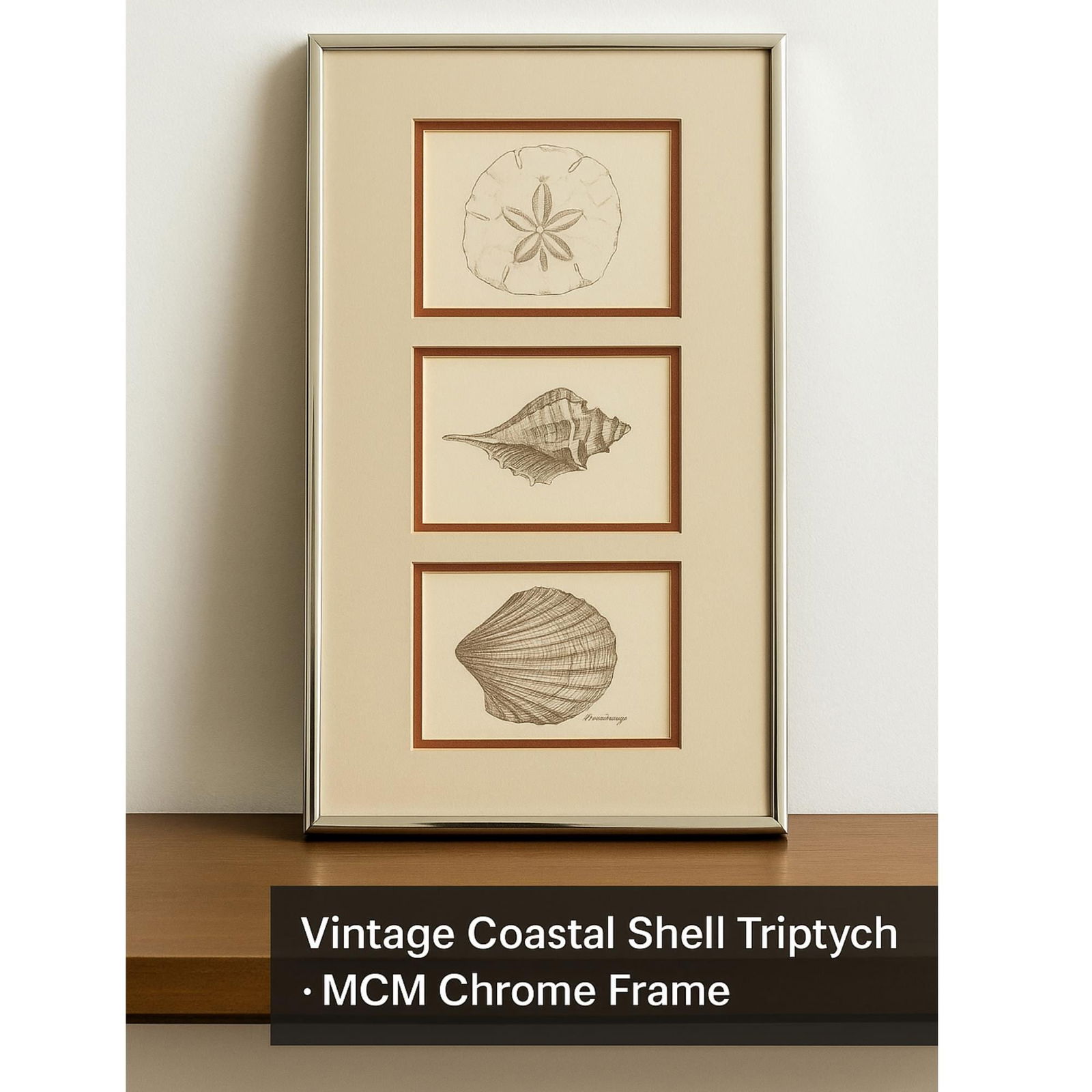 Vintage Coastal Shell Triptych Sand Dollar Conch Scallop Wall Art in Chrome Frame Natural History - 8
