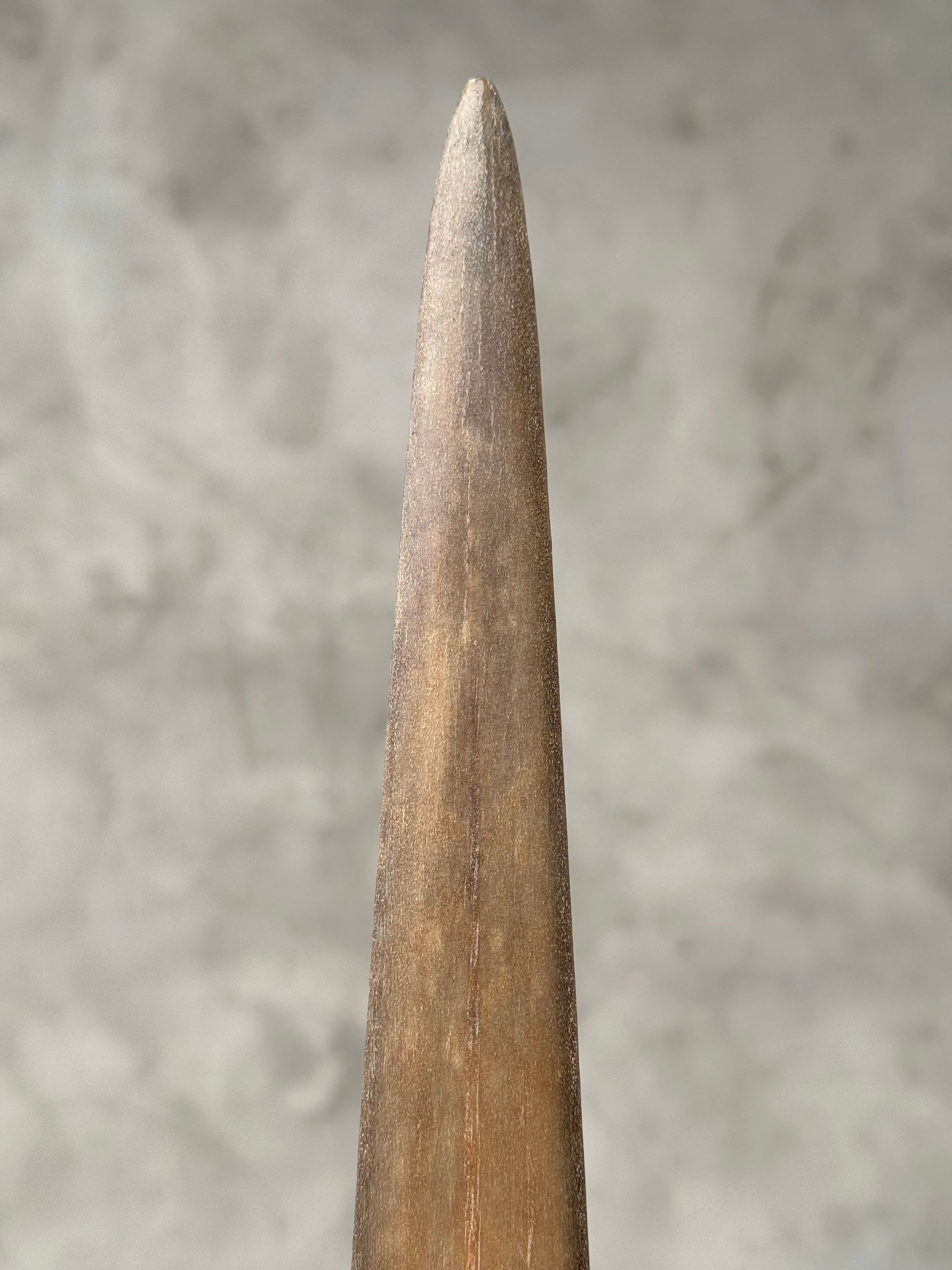 Swordfish tusk with stand - 10