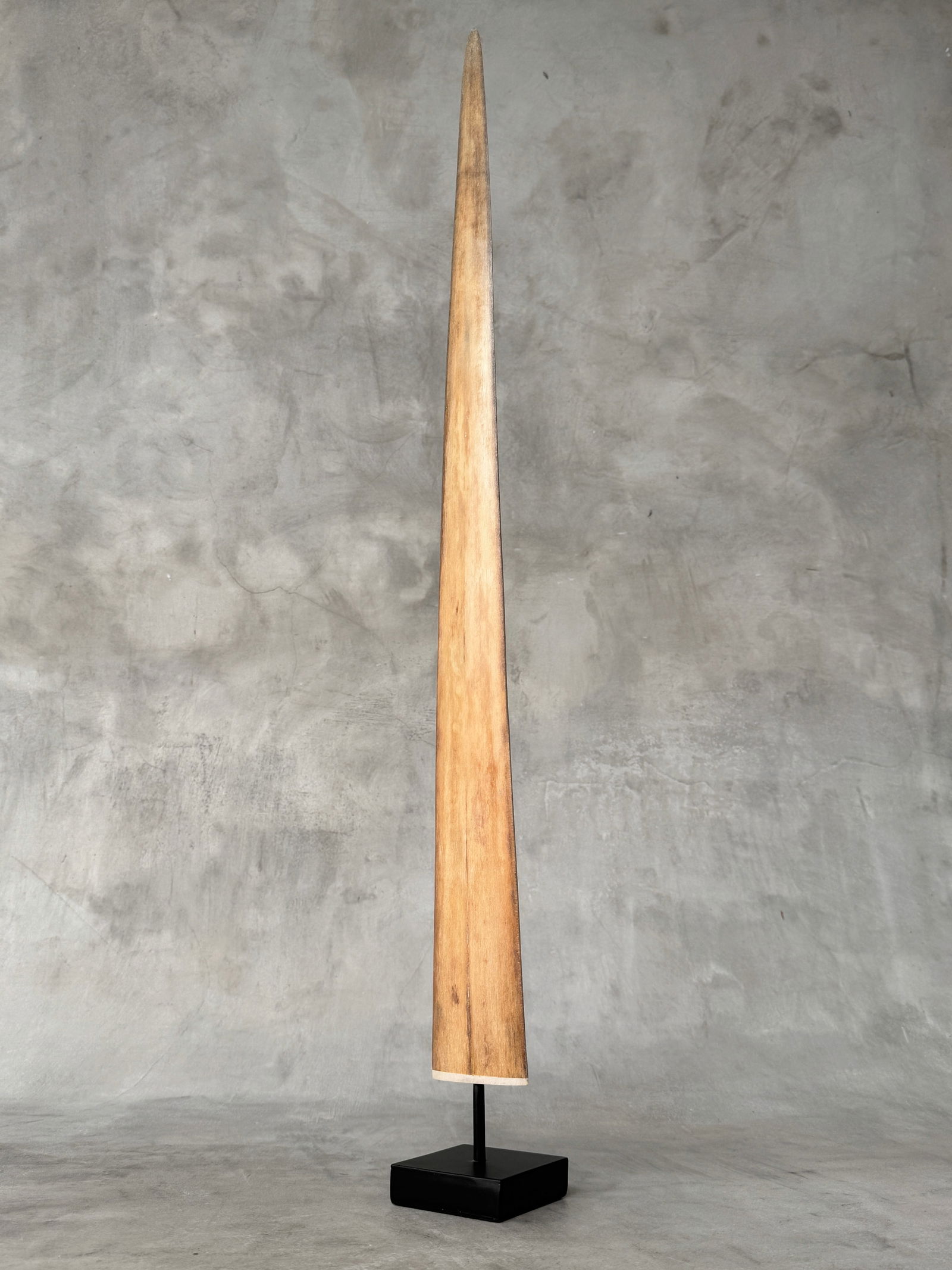 Swordfish tusk with stand - 3