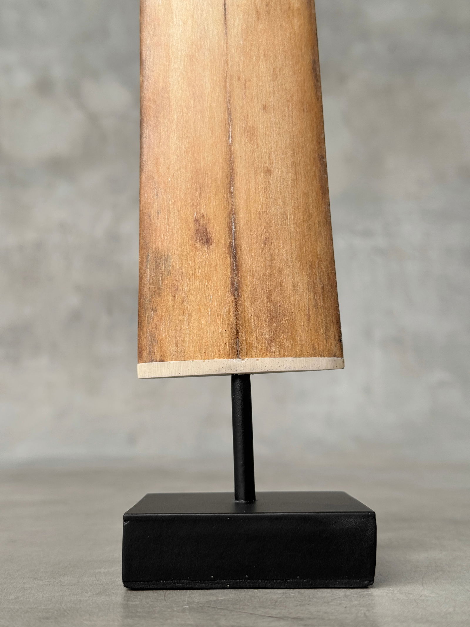 Swordfish tusk with stand - 4