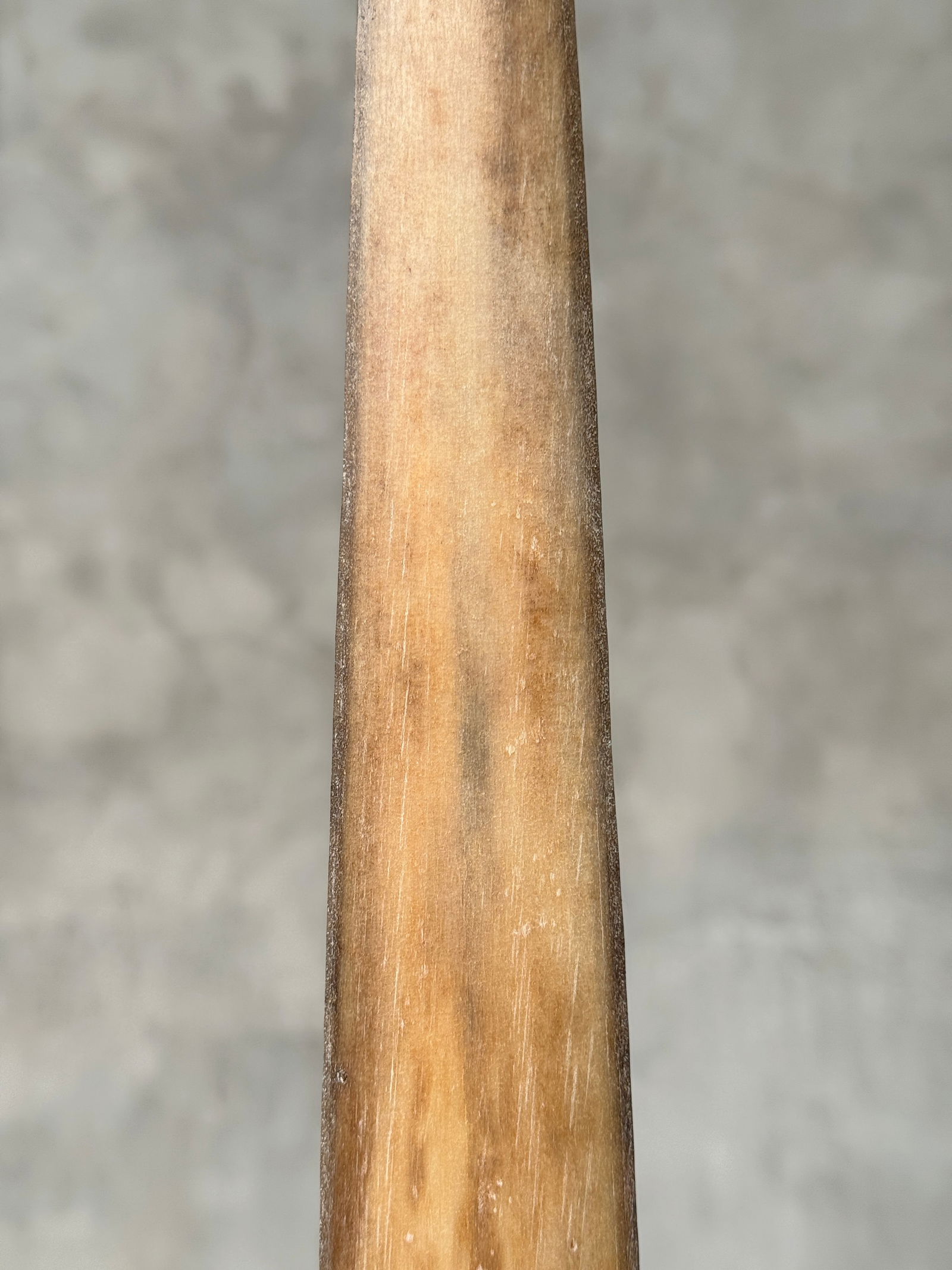 Swordfish tusk with stand - 7