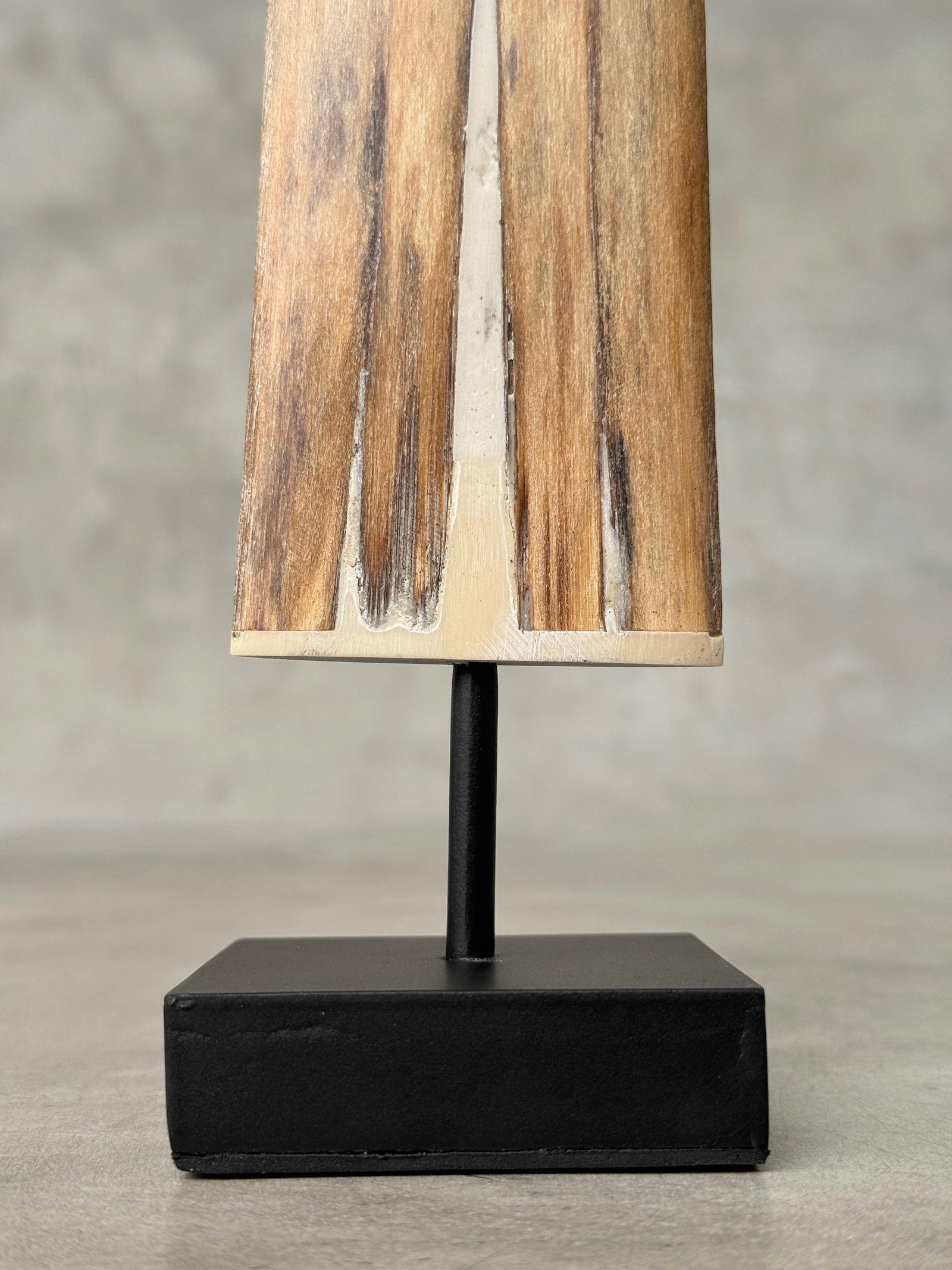 Swordfish tusk with stand - 9