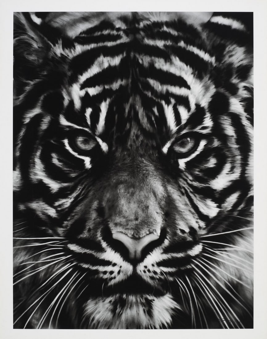 Robert Longo TIger Head Print: Title: Robert Longo TIger Head Print Description: Robert Longo TIger Head Print measuring at 22x28 inches Dimensions: 22x28" Reserve: $60.00 Shipping:Domestic: Flat-rate of $35.00 to anywhere
