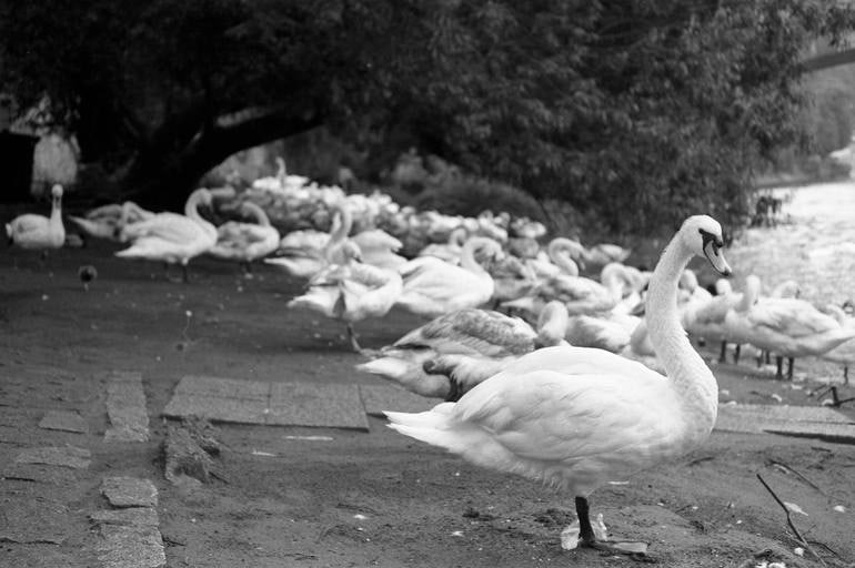 Swans on the Vltava River, Prague - Silver Gelatin: Title: Swans on the Vltava River, Prague - Silver Gelatin Photograph - Limited Edition of 10Artist: Paul CooklinOrigin: United KingdomMedium: Photography, Gelatin on PaperDimensions: 20 W x 16 H x