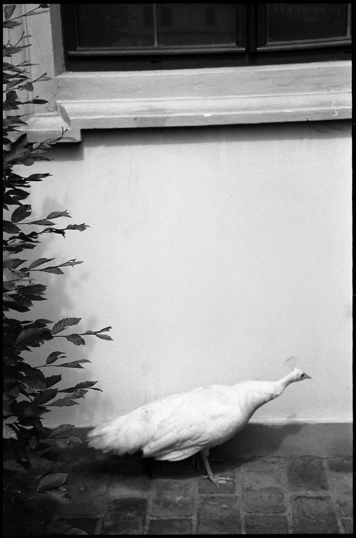 Peahen, Wallenstein Palace Gardens, Prague - Silver Gelatin: Title: Peahen, Wallenstein Palace Gardens, Prague - Silver Gelatin Photograph - Limited Edition of 10 Artist: Paul Cooklin Origin: United Kingdom Medium: Photography, Gelatin on Paper Dimensions: 16 W