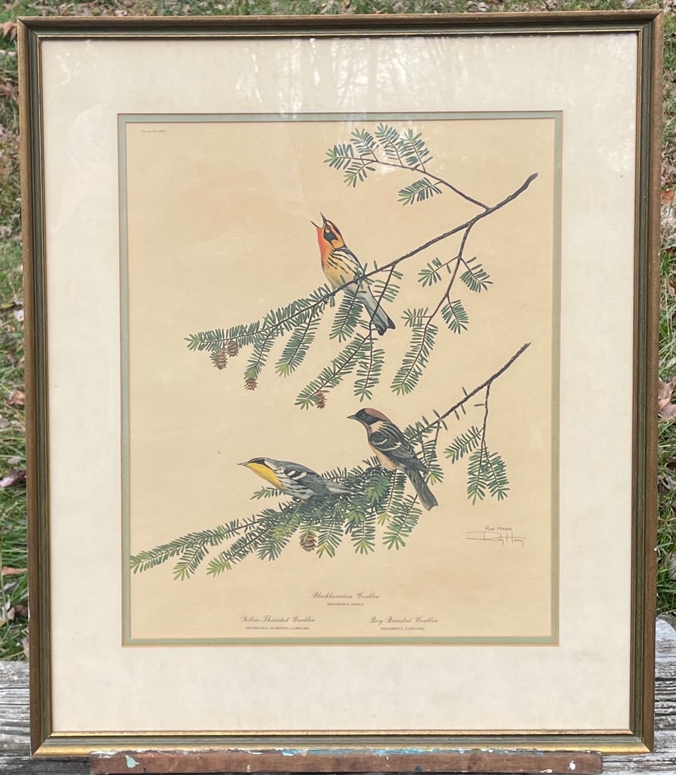 RAY HARM YELLOW THROAT WARBLER,BAY BREASTED & BLACKBURNIAN WARBLER SIGNED FRAMED (1 of 7)