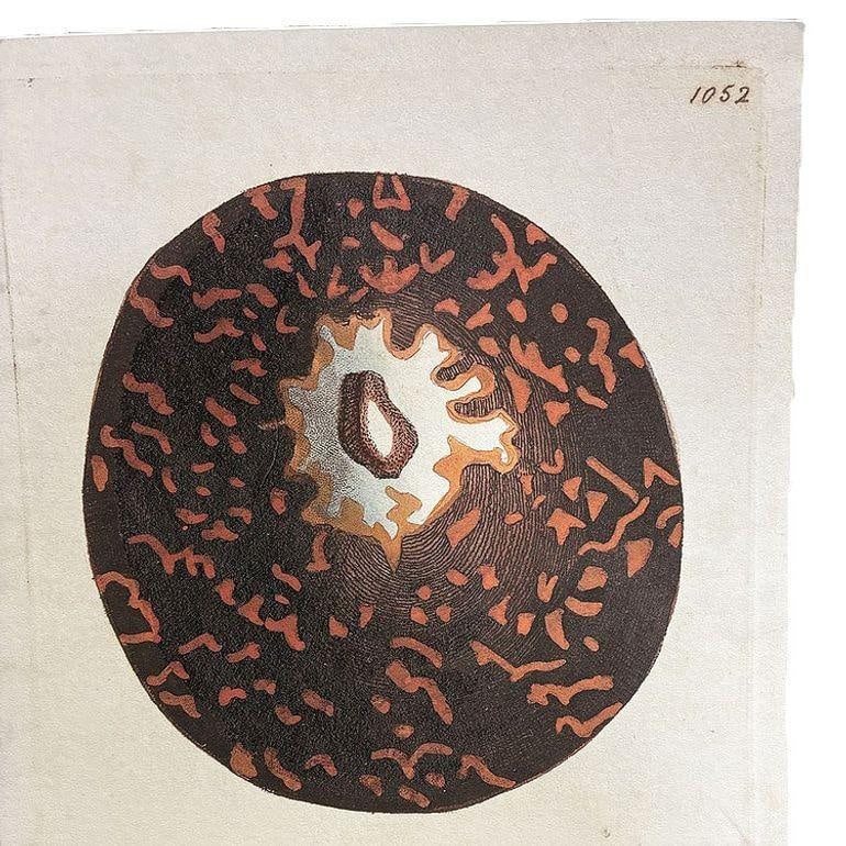 Tortoise & Pleated Shell Limpets Print Naturalists Miscellany by Shaw and Nodder - 19