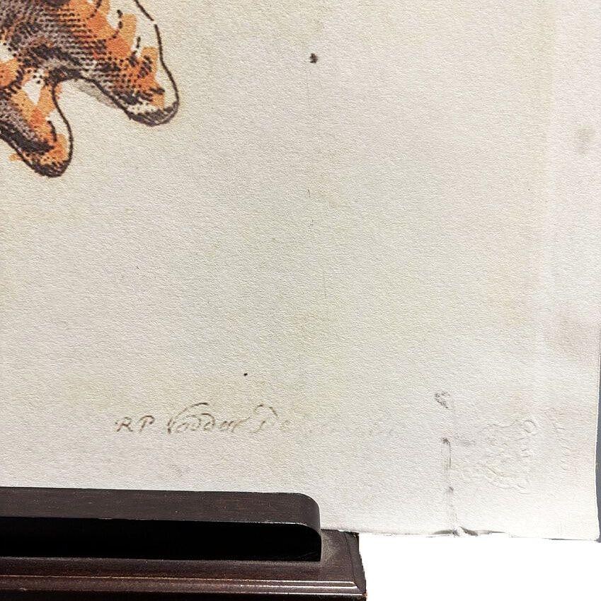 Tortoise & Pleated Shell Limpets Print Naturalists Miscellany by Shaw and Nodder - 6