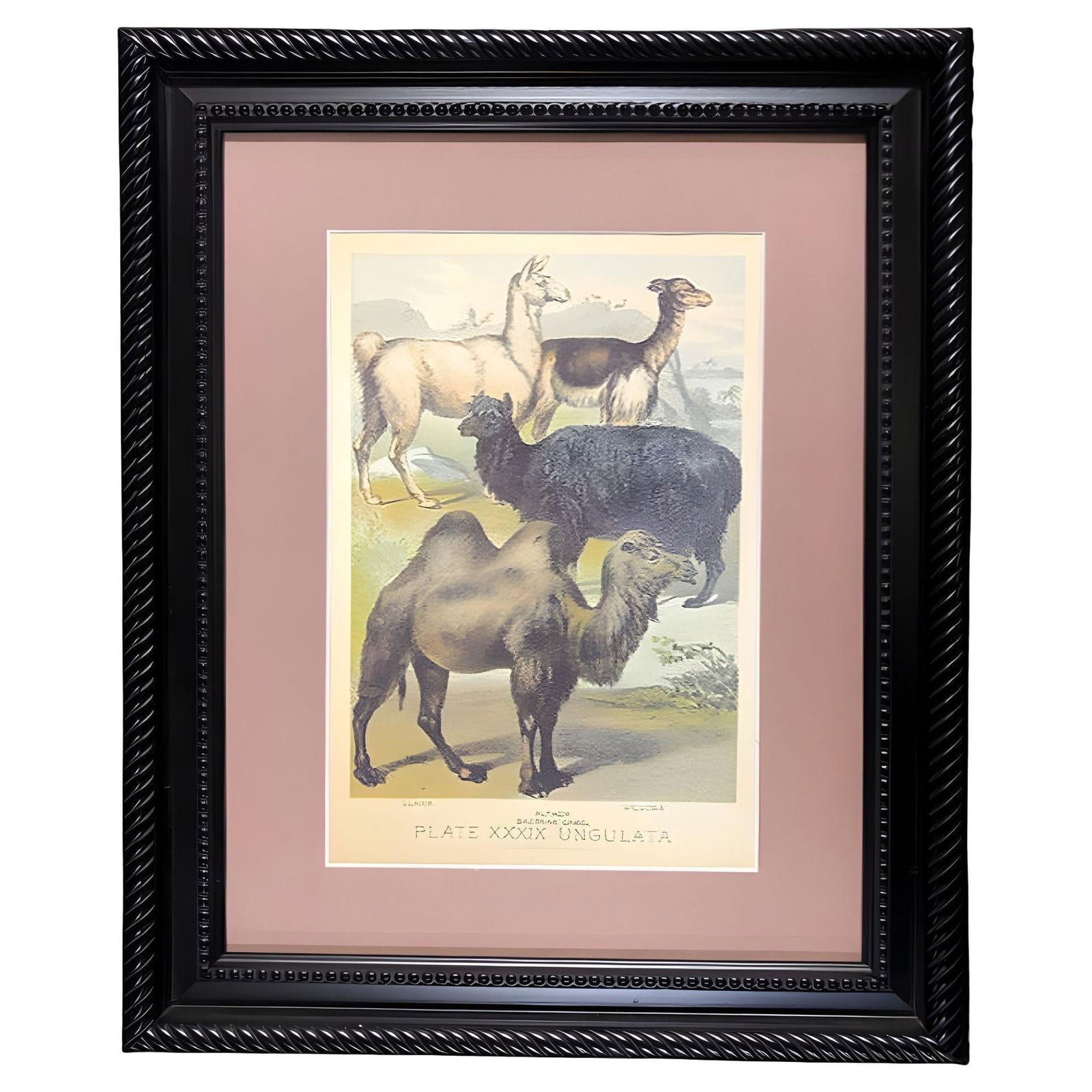 Ungulates 39 Natural Sciences Lithograph by Georges Cuvier, Framed - 2