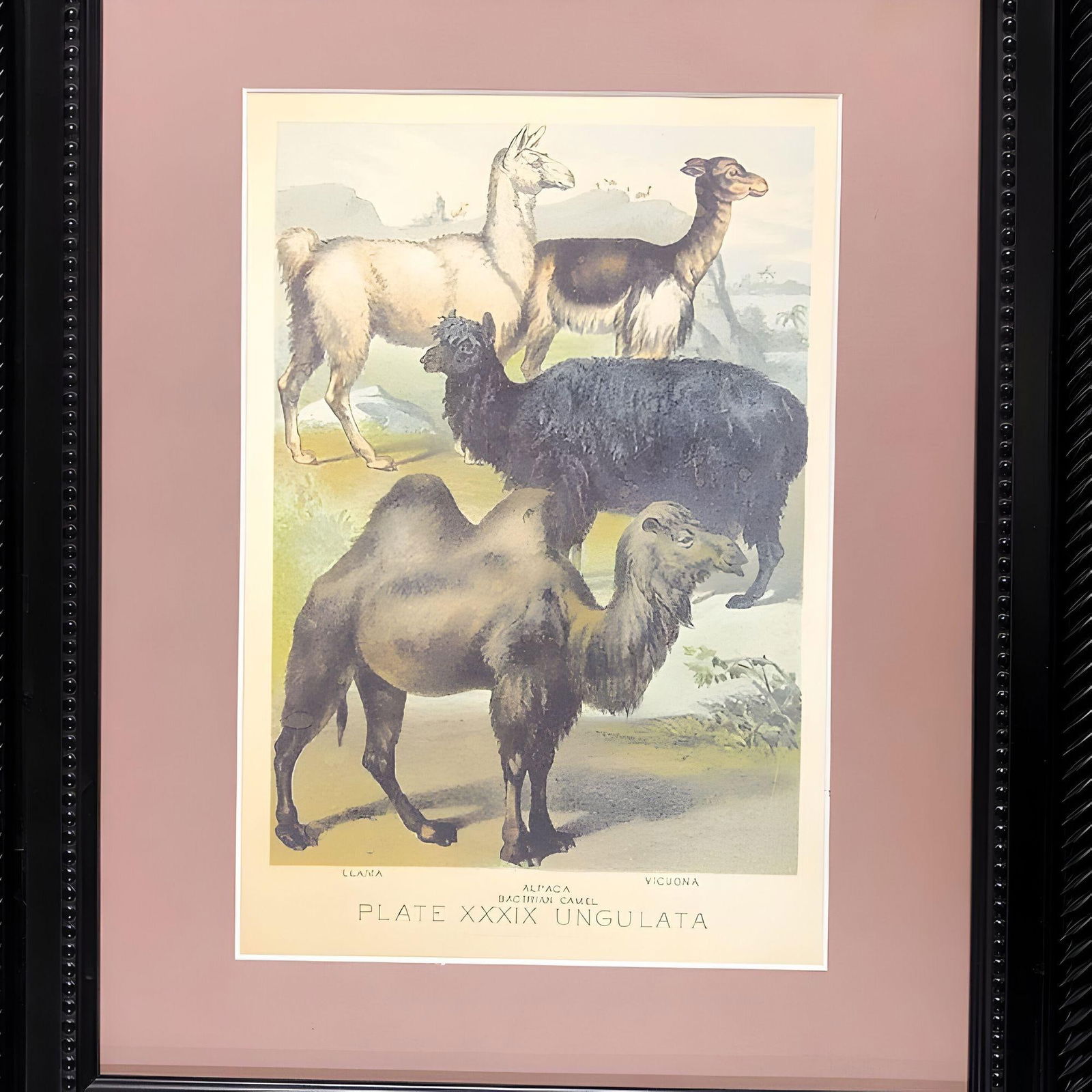 Ungulates 39 Natural Sciences Lithograph by Georges Cuvier, Framed - 3