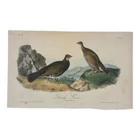 1840 Audubon's Colored Lithograph of the Dusky Grouse