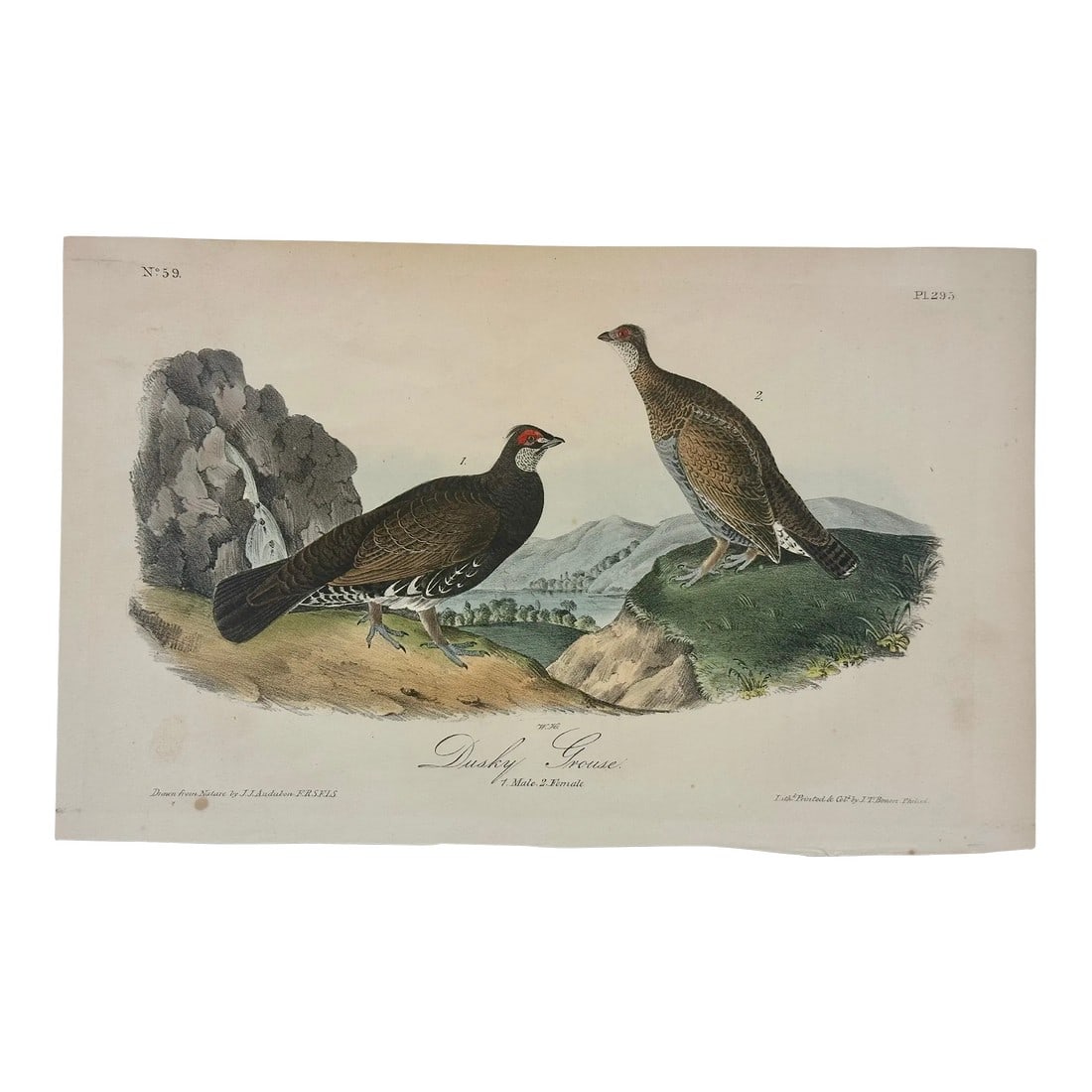 1840 Audubon's Colored Lithograph of the Dusky Grouse: 1840 colored lithograph of the Dusky Grouse by John James Audubon 1st edition octavo from Birds of America, published in New York. . Dimensions: 12" x 16" Condition: Alterations: Original Condition