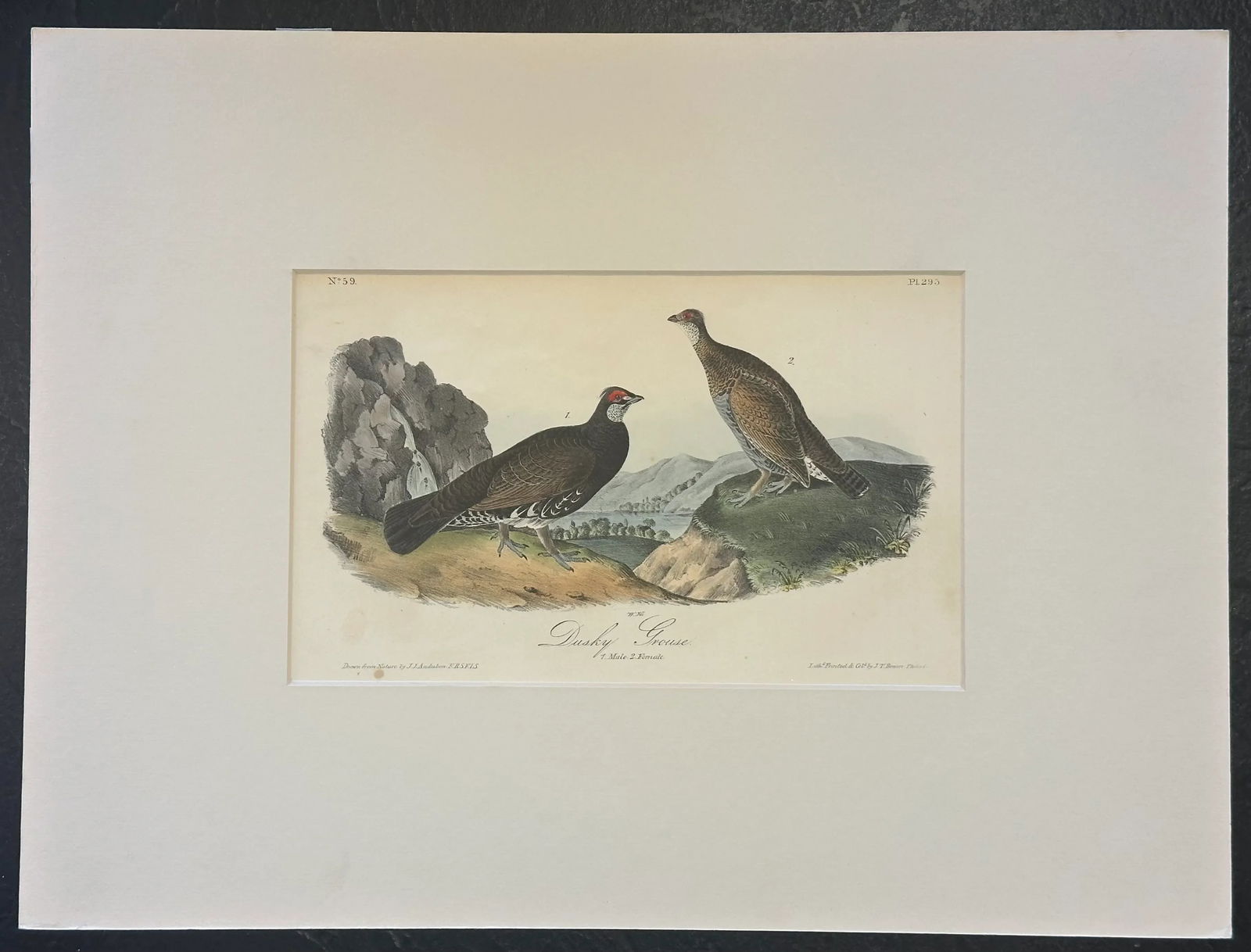 1840 Audubon's Colored Lithograph of the Dusky Grouse - 2