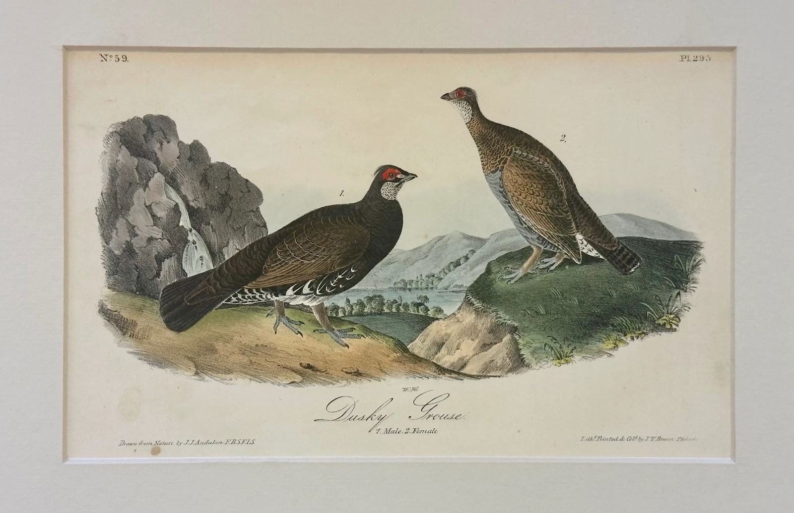 1840 Audubon's Colored Lithograph of the Dusky Grouse - 3