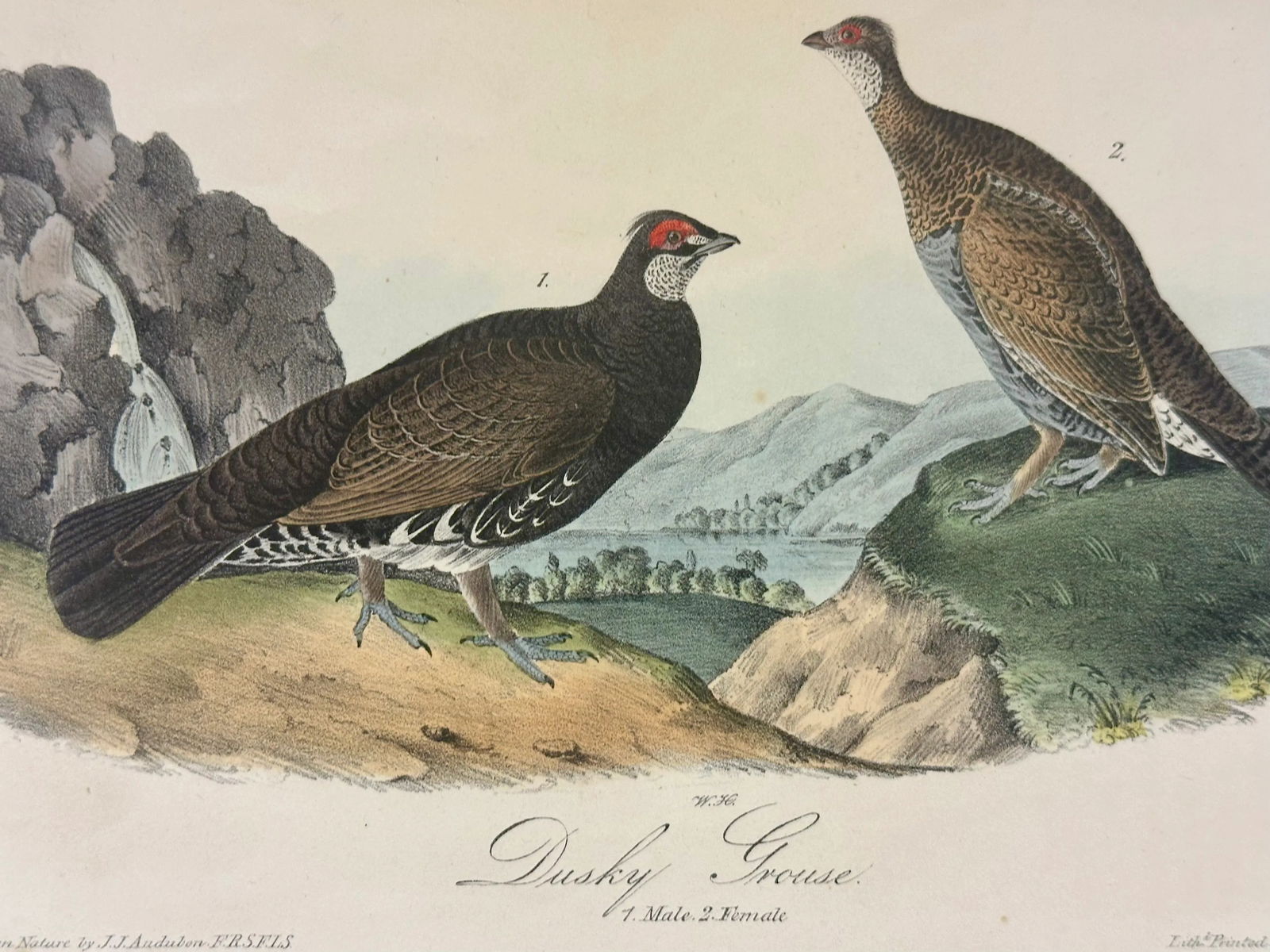 1840 Audubon's Colored Lithograph of the Dusky Grouse - 4
