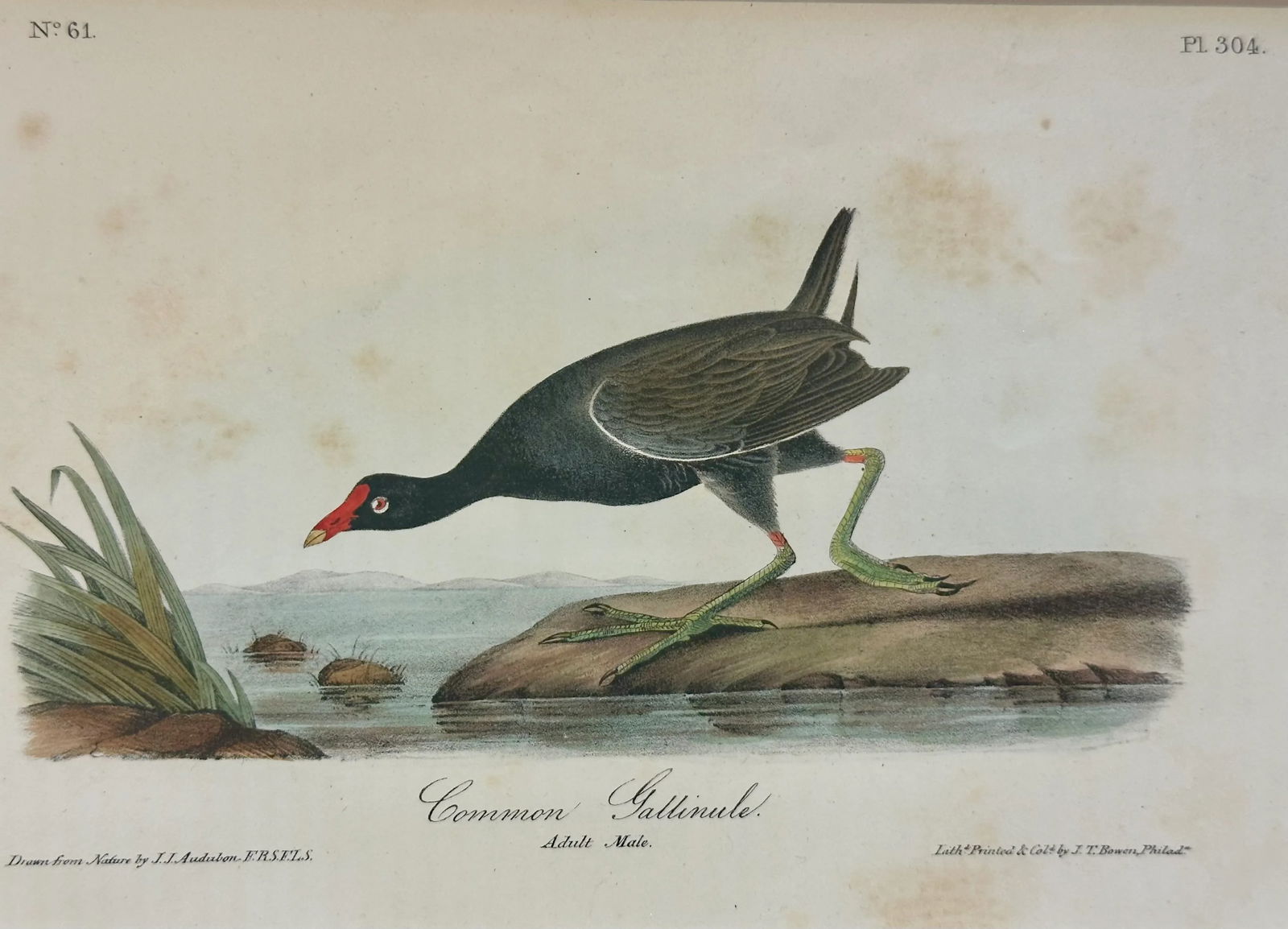 1840 Colored Lithograph of the Common Gallinule by John James Audubon - 2