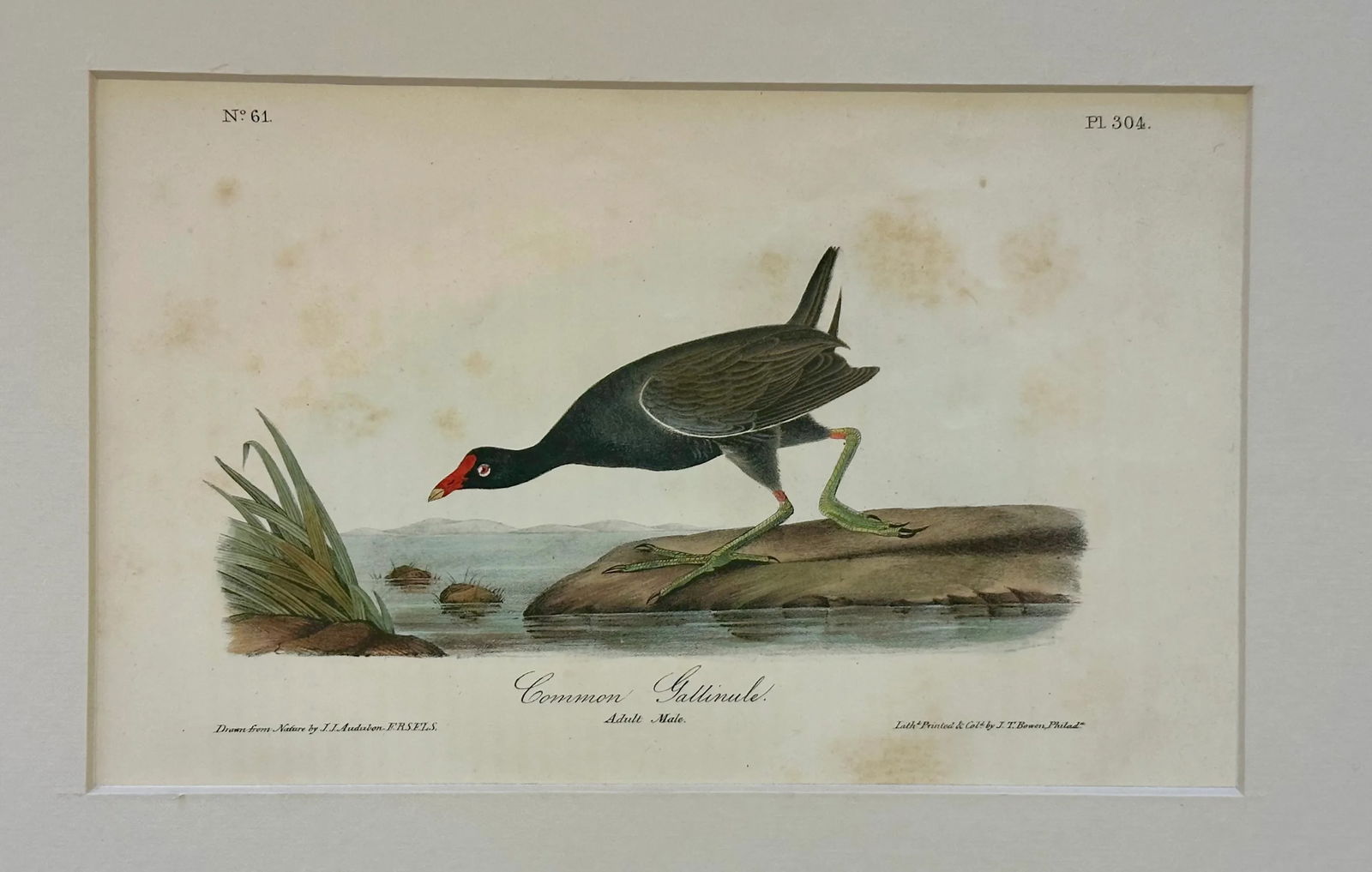 1840 Colored Lithograph of the Common Gallinule by John James Audubon - 3