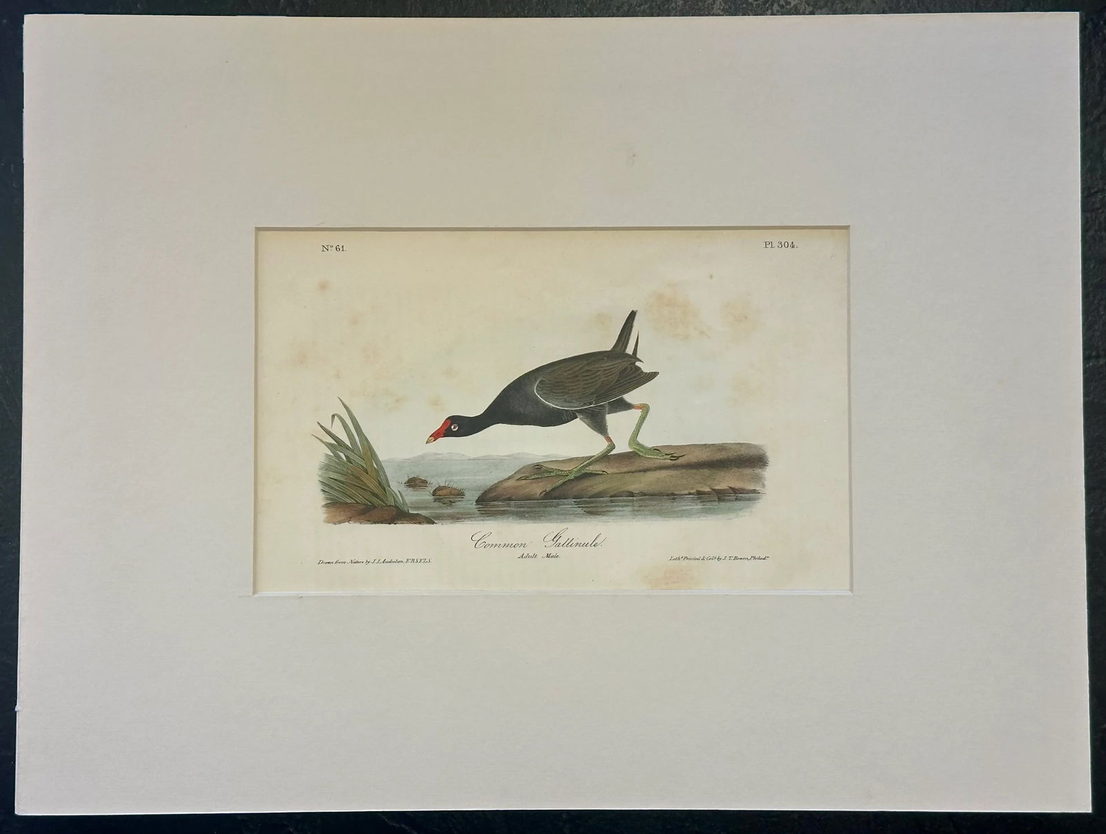 1840 Colored Lithograph of the Common Gallinule by John James Audubon - 4