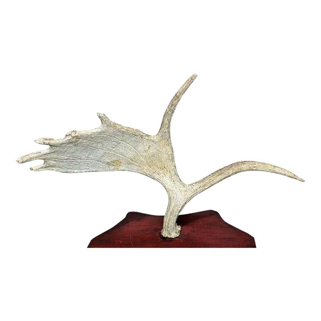 1980s Moose Antler Mount (1 of 5)