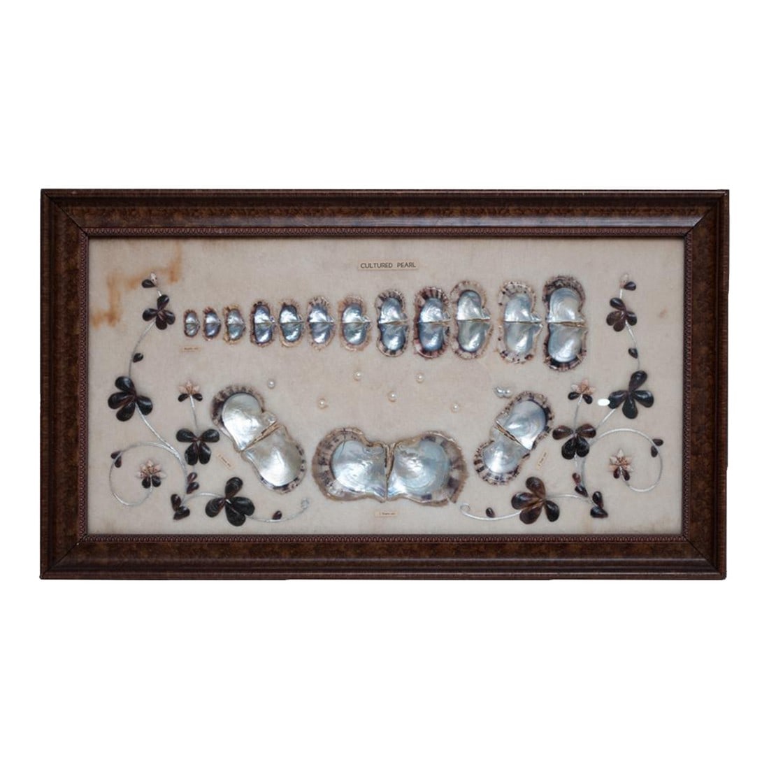 1920 Taisho Era Japanese Akoya Pearls Display for a Jewelry Exhibition in Europe: This Akoya Pearl Display was made, when Cultured Japanese Akoya Pearl was first introduced to the European Jewelry Market in 1920. The display shows Akoya Pearl development in shell and presents 8