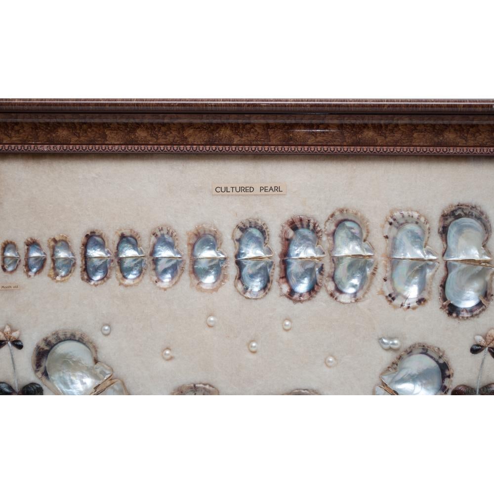 1920 Taisho Era Japanese Akoya Pearls Display for a Jewelry Exhibition in Europe - 4