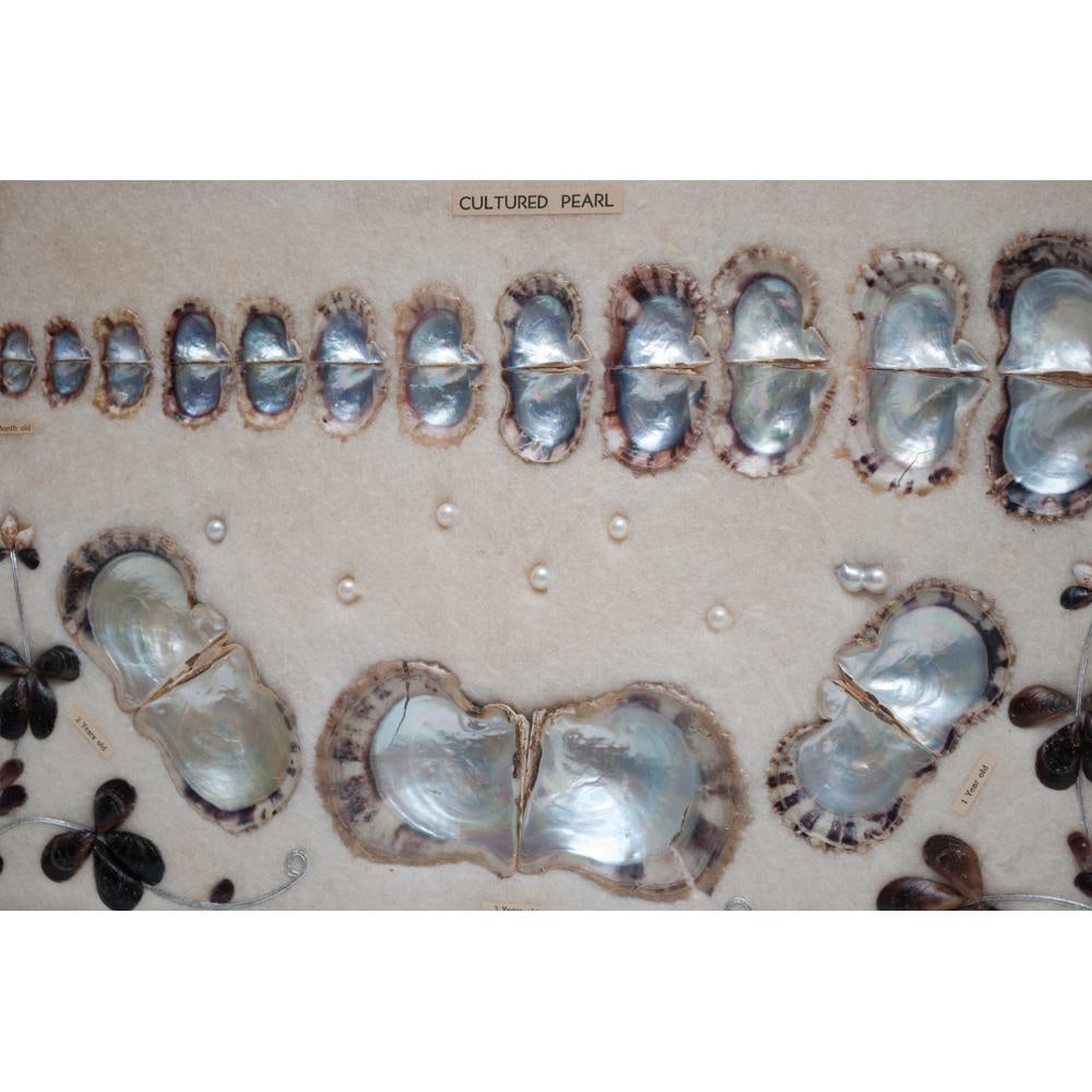 1920 Taisho Era Japanese Akoya Pearls Display for a Jewelry Exhibition in Europe - 5