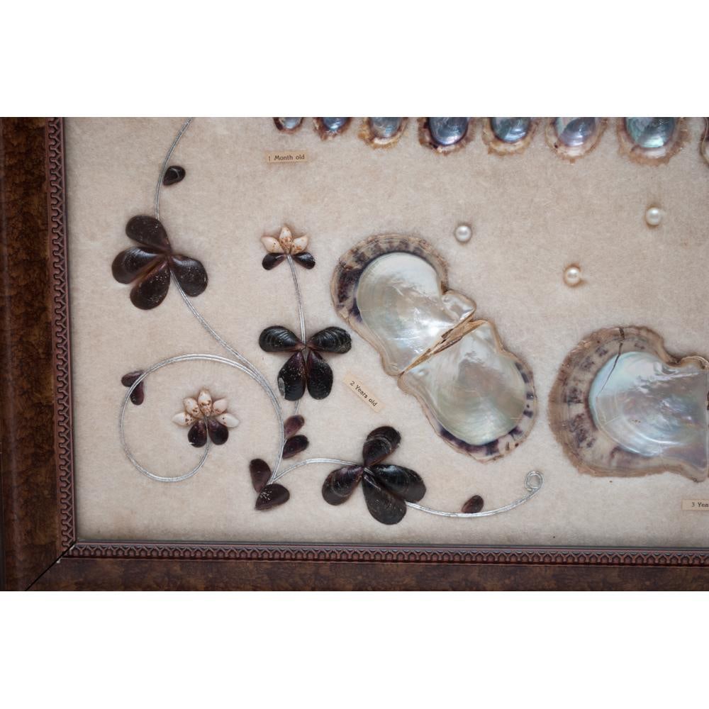 1920 Taisho Era Japanese Akoya Pearls Display for a Jewelry Exhibition in Europe - 7