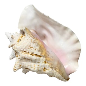 Vintage Natural Conch Shell