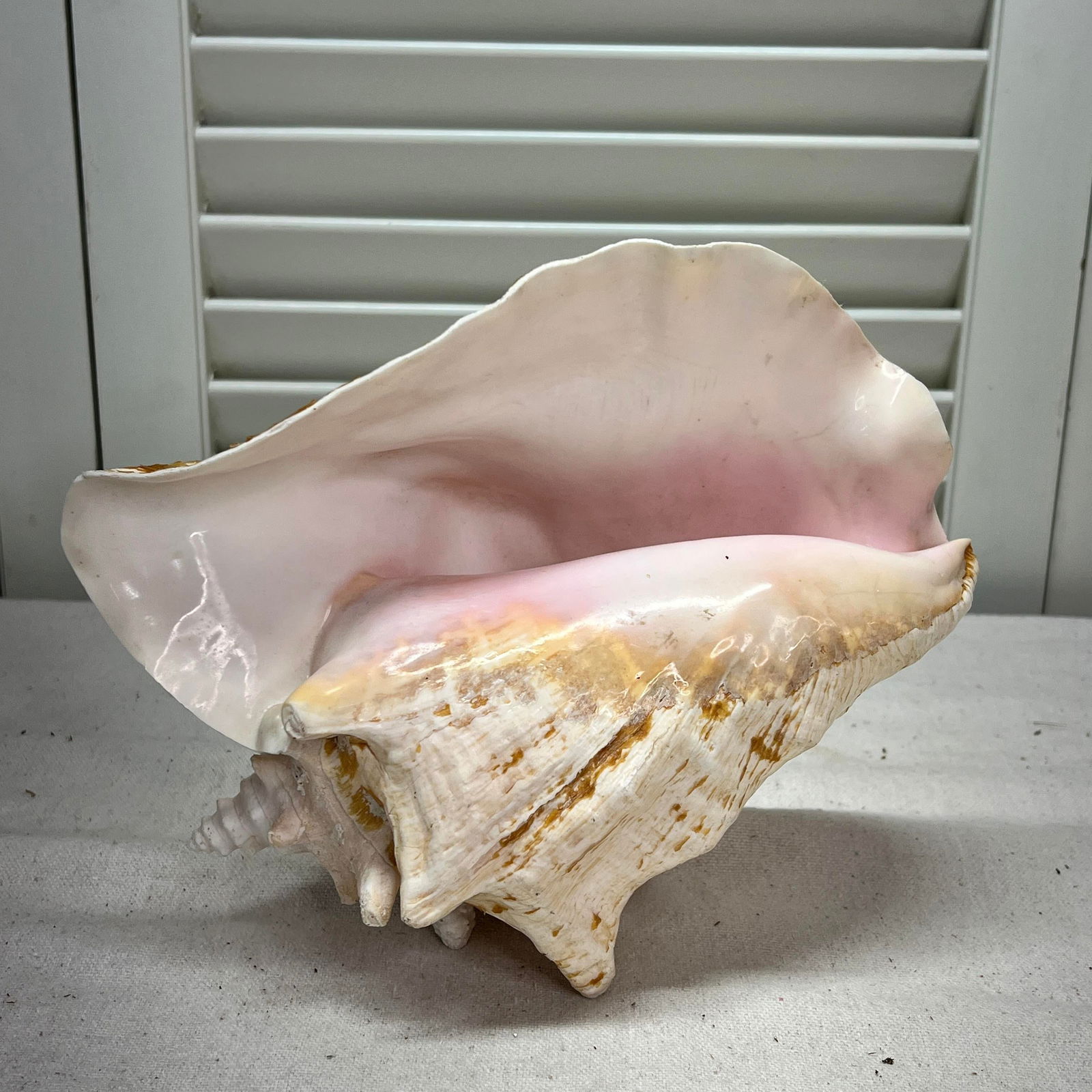 Vintage Natural Conch Shell - 2