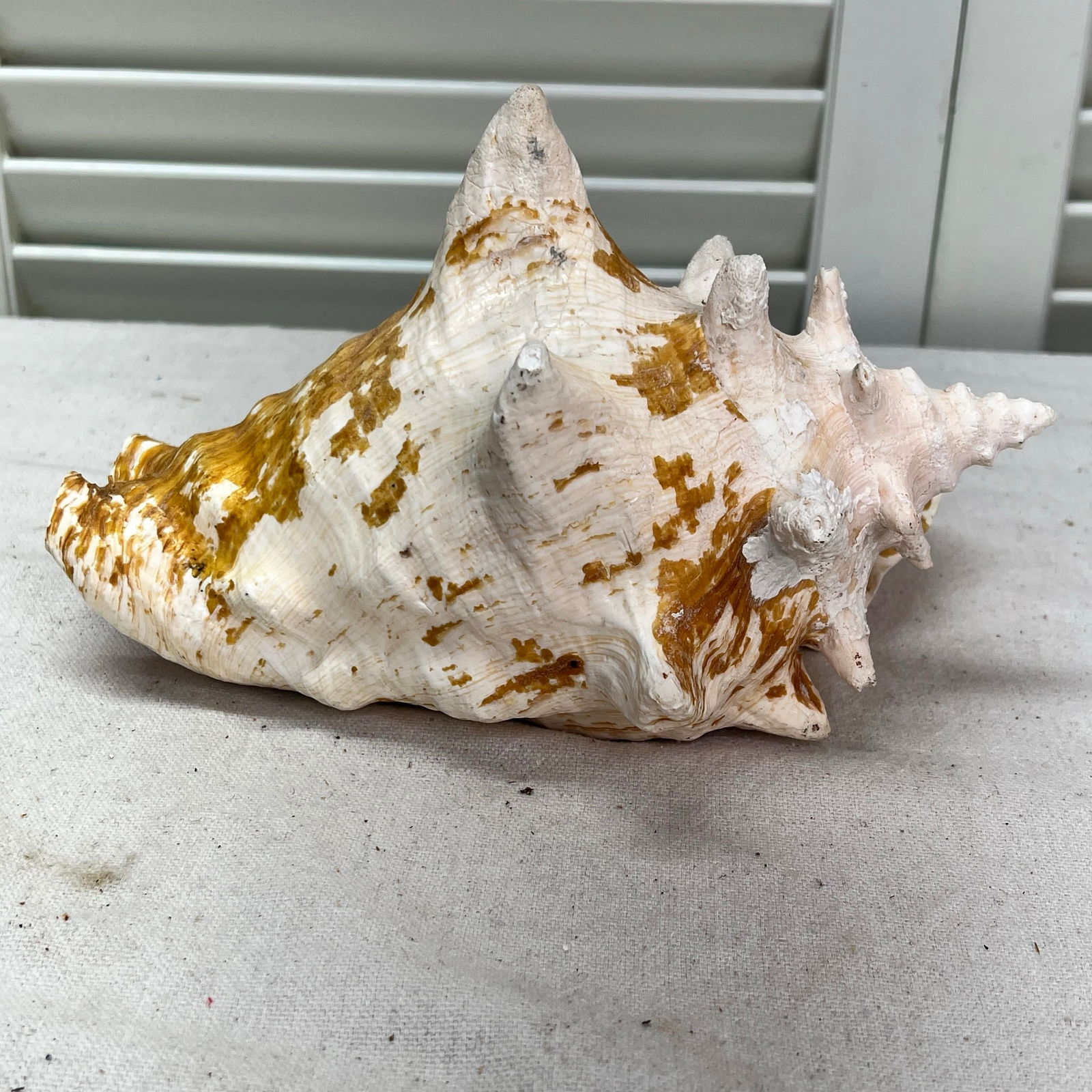Vintage Natural Conch Shell - 3