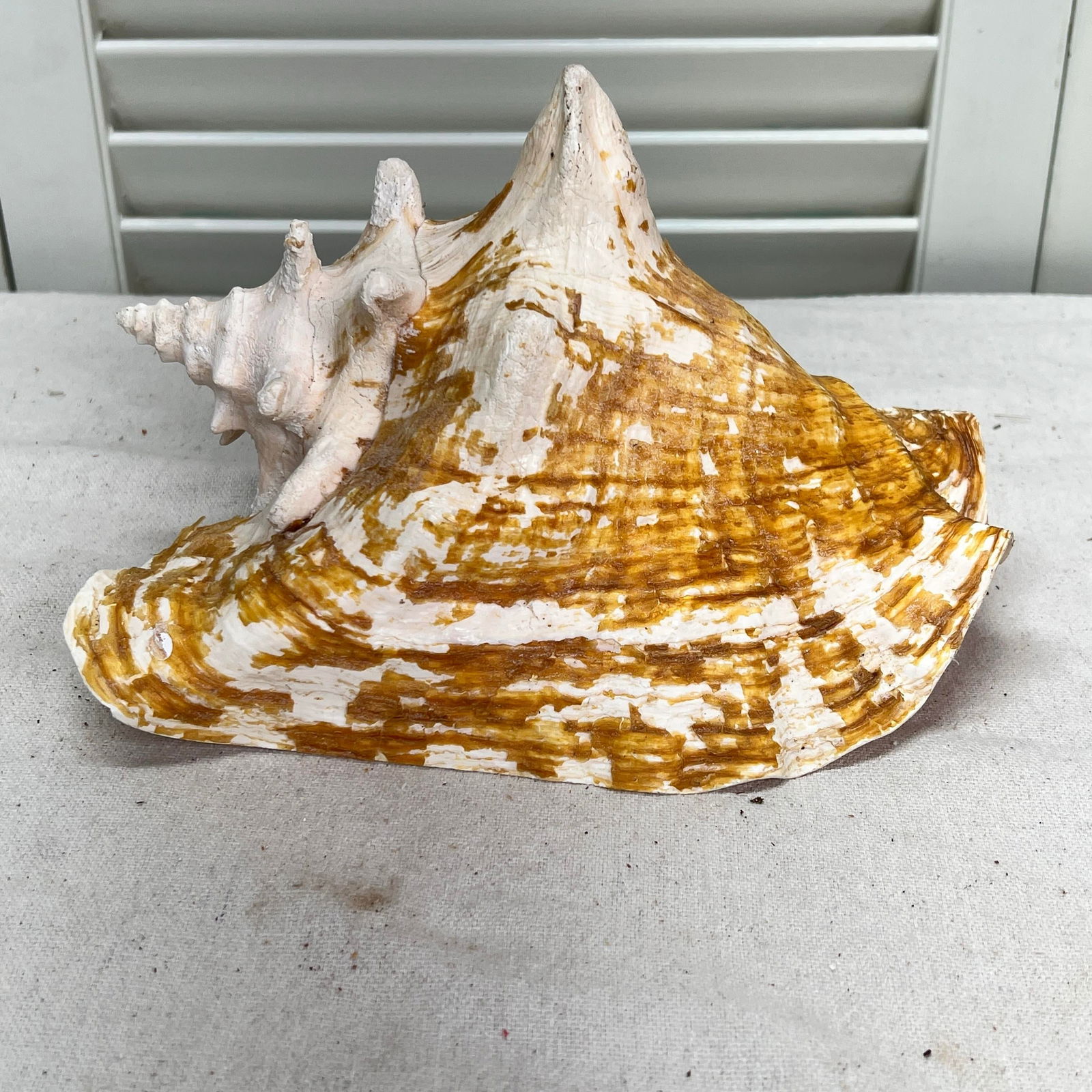 Vintage Natural Conch Shell - 4