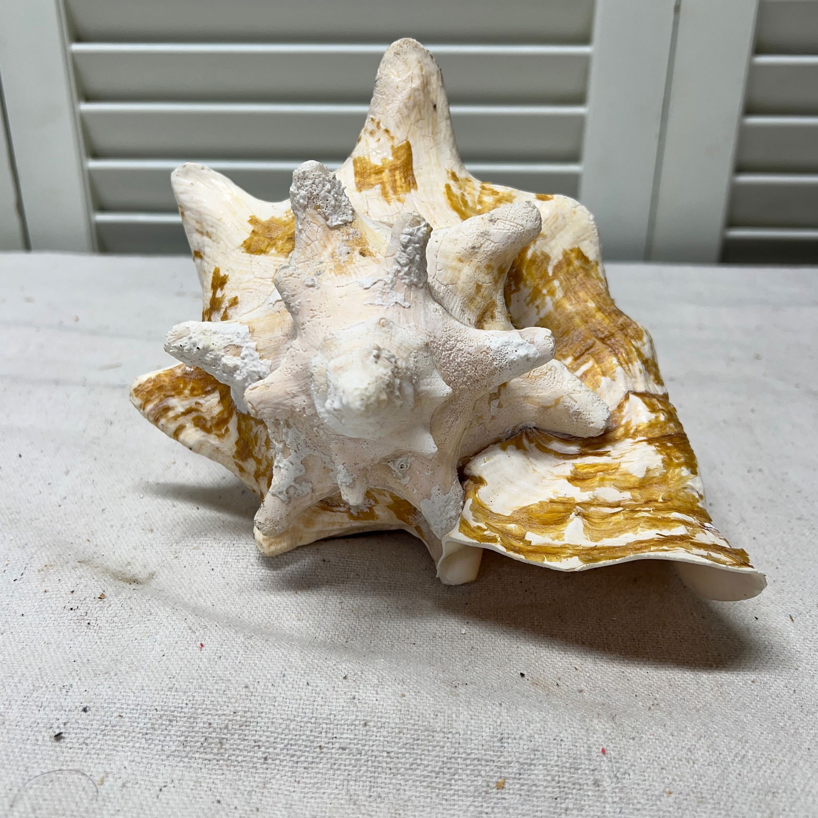 Vintage Natural Conch Shell - 5
