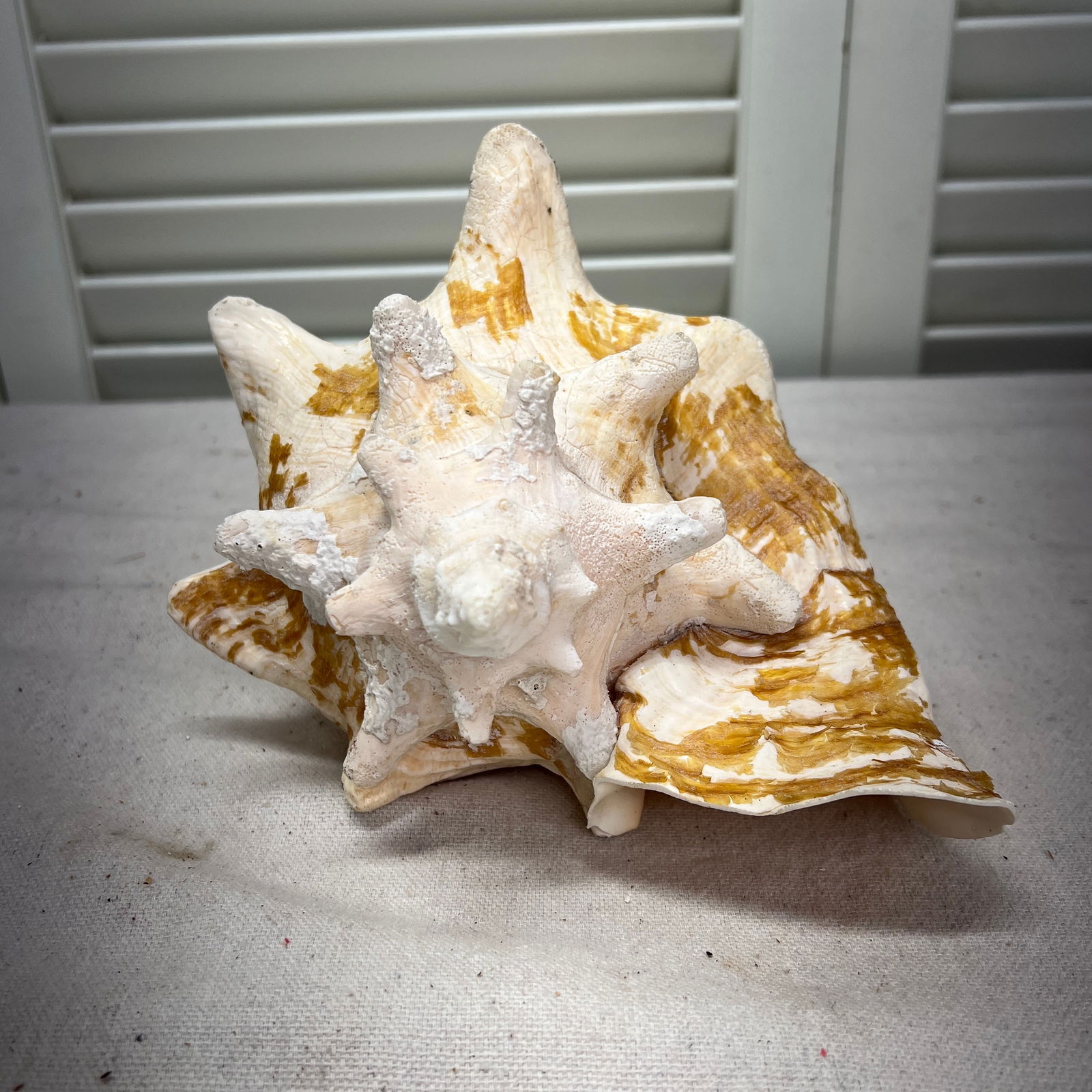 Vintage Natural Conch Shell - 6