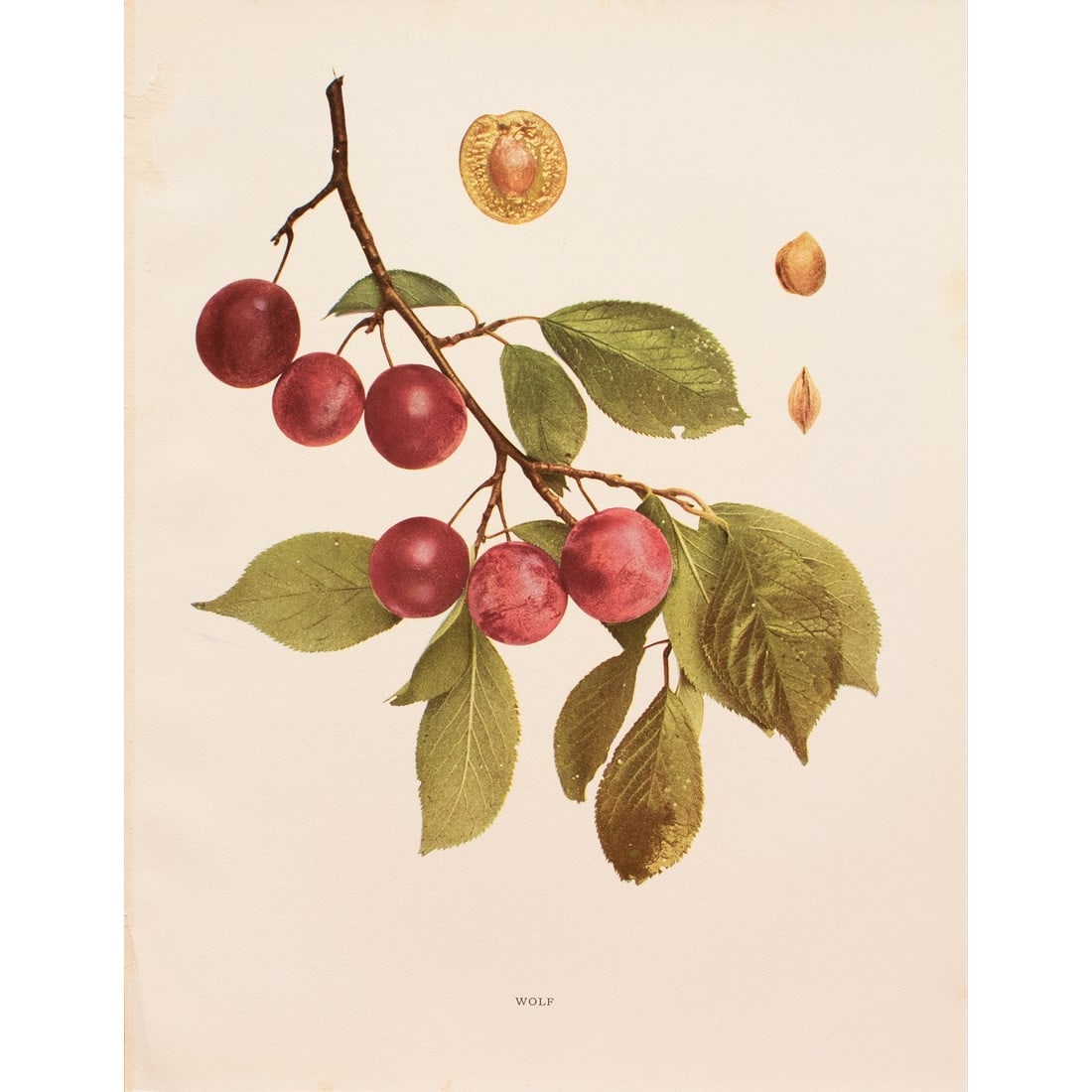 1900s U. P. Hedrick, Original Antique Photogravure of Wolf Plums: A magnificent original antique photogravure (print) of Wolf Plums by Ulysses Prentiss Hedrick (1870-1951). Superb quality. Printed on one side on heavy paper. Published and printed in early 1900s. Ver