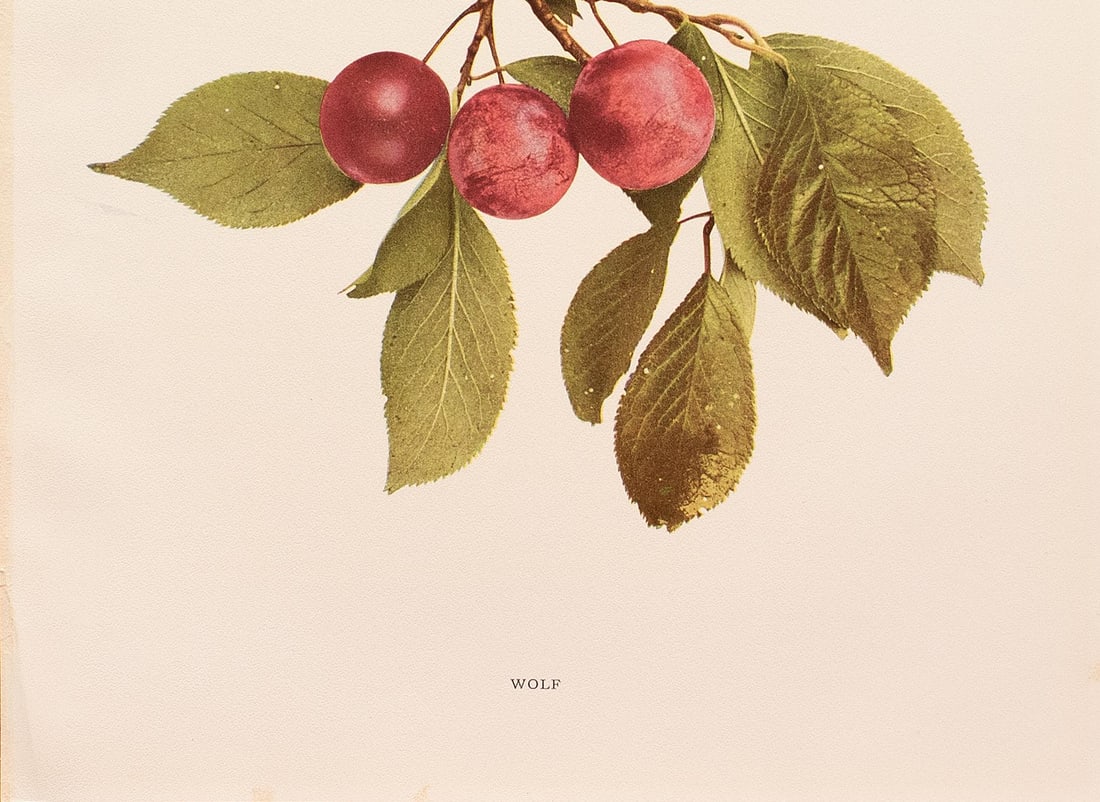1900s U. P. Hedrick, Original Antique Photogravure of Wolf Plums - 4