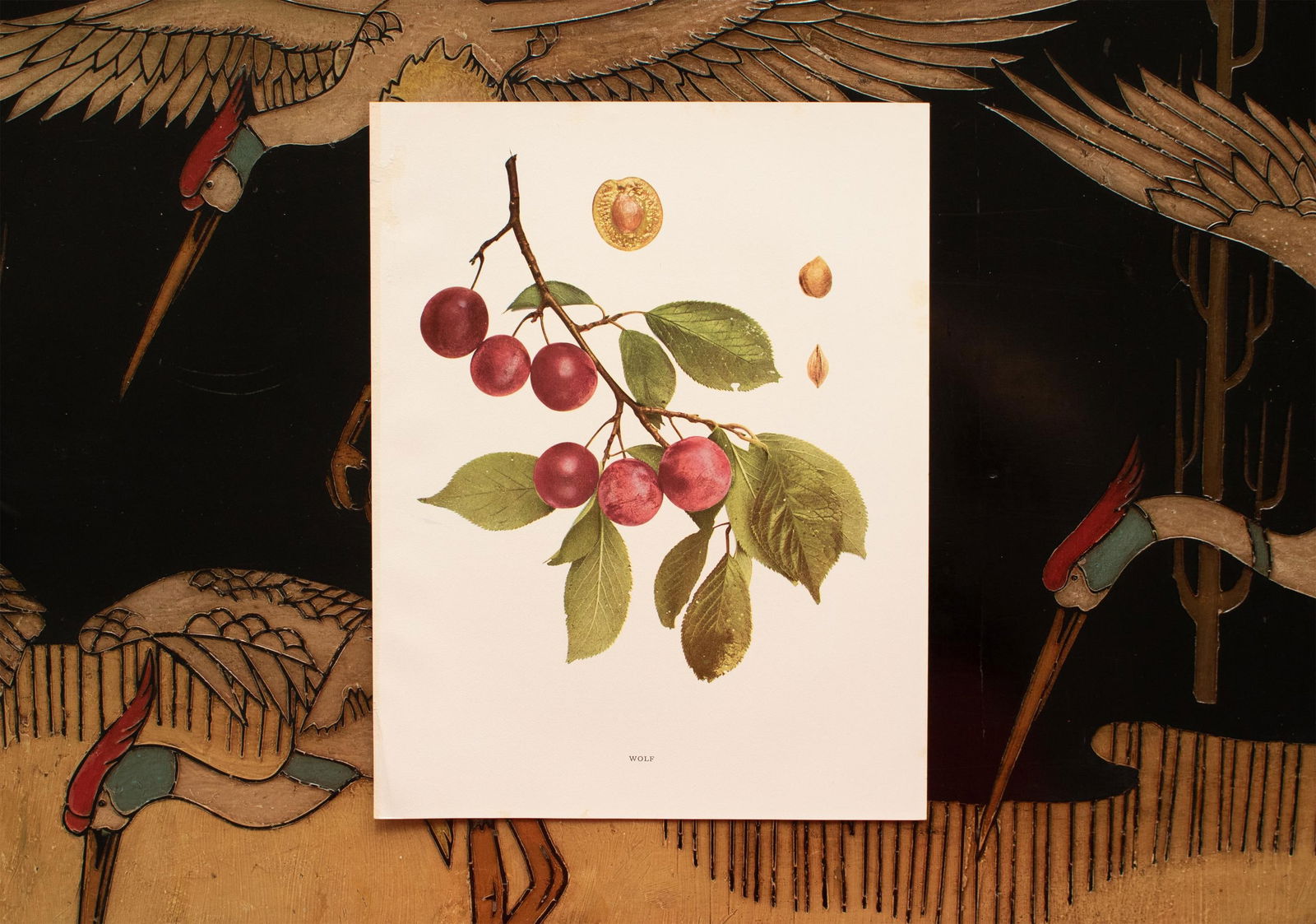 1900s U. P. Hedrick, Original Antique Photogravure of Wolf Plums - 5