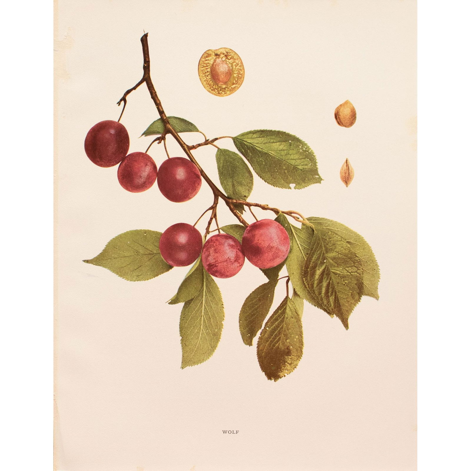 1900s U. P. Hedrick, Original Antique Photogravure of Wolf Plums - 6