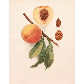 1900s U. P. Hedrick, Original Antique Photogravure of Brigdon Peaches