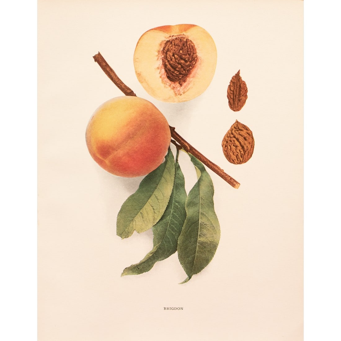 1900s U. P. Hedrick, Original Antique Photogravure of Brigdon Peaches: A magnificent original antique photogravure (print) of Brigdon Peaches by Ulysses Prentiss Hedrick (1870-1951). Superb quality. Printed on one side on heavy paper. Published and printed in early