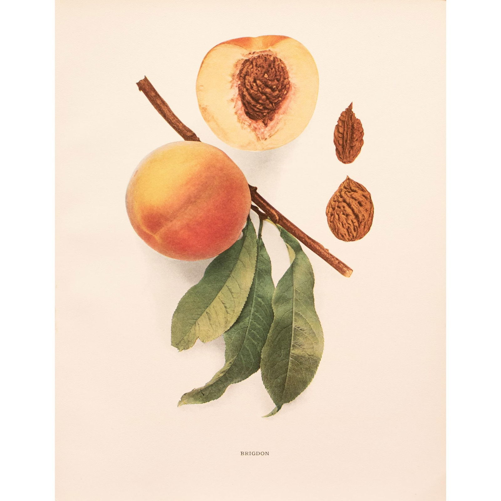 1900s U. P. Hedrick, Original Antique Photogravure of Brigdon Peaches - 2