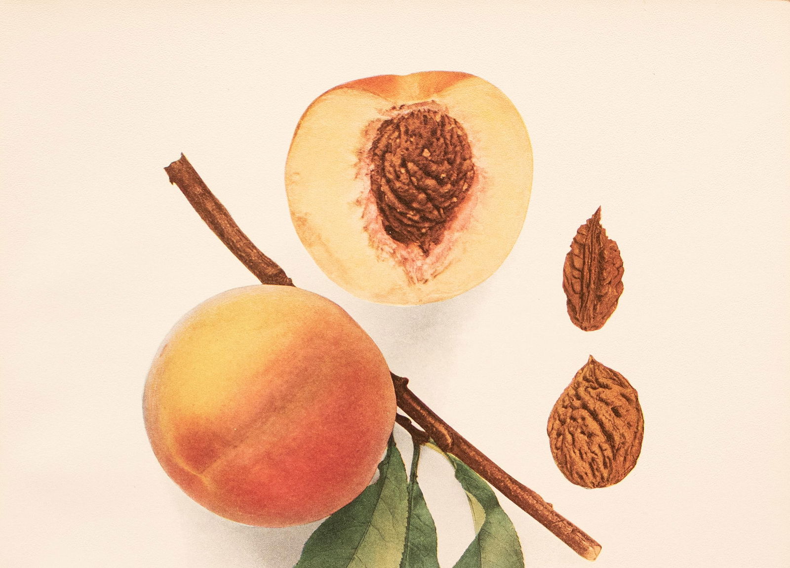 1900s U. P. Hedrick, Original Antique Photogravure of Brigdon Peaches - 3