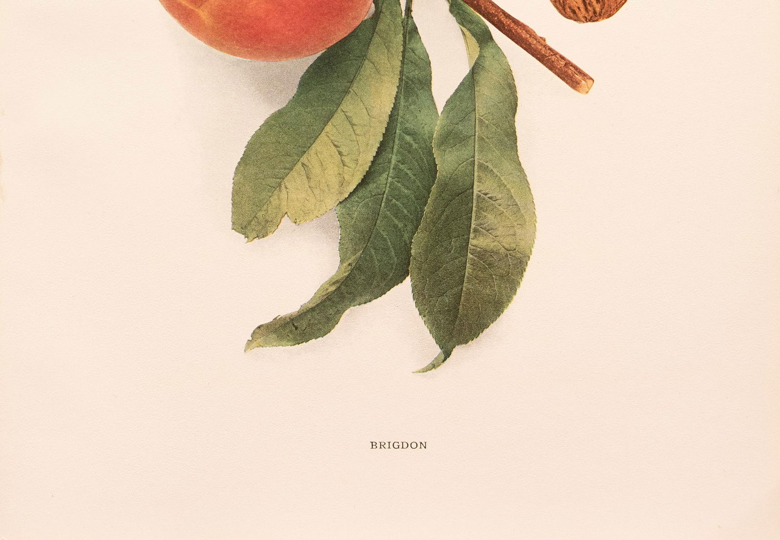 1900s U. P. Hedrick, Original Antique Photogravure of Brigdon Peaches - 4