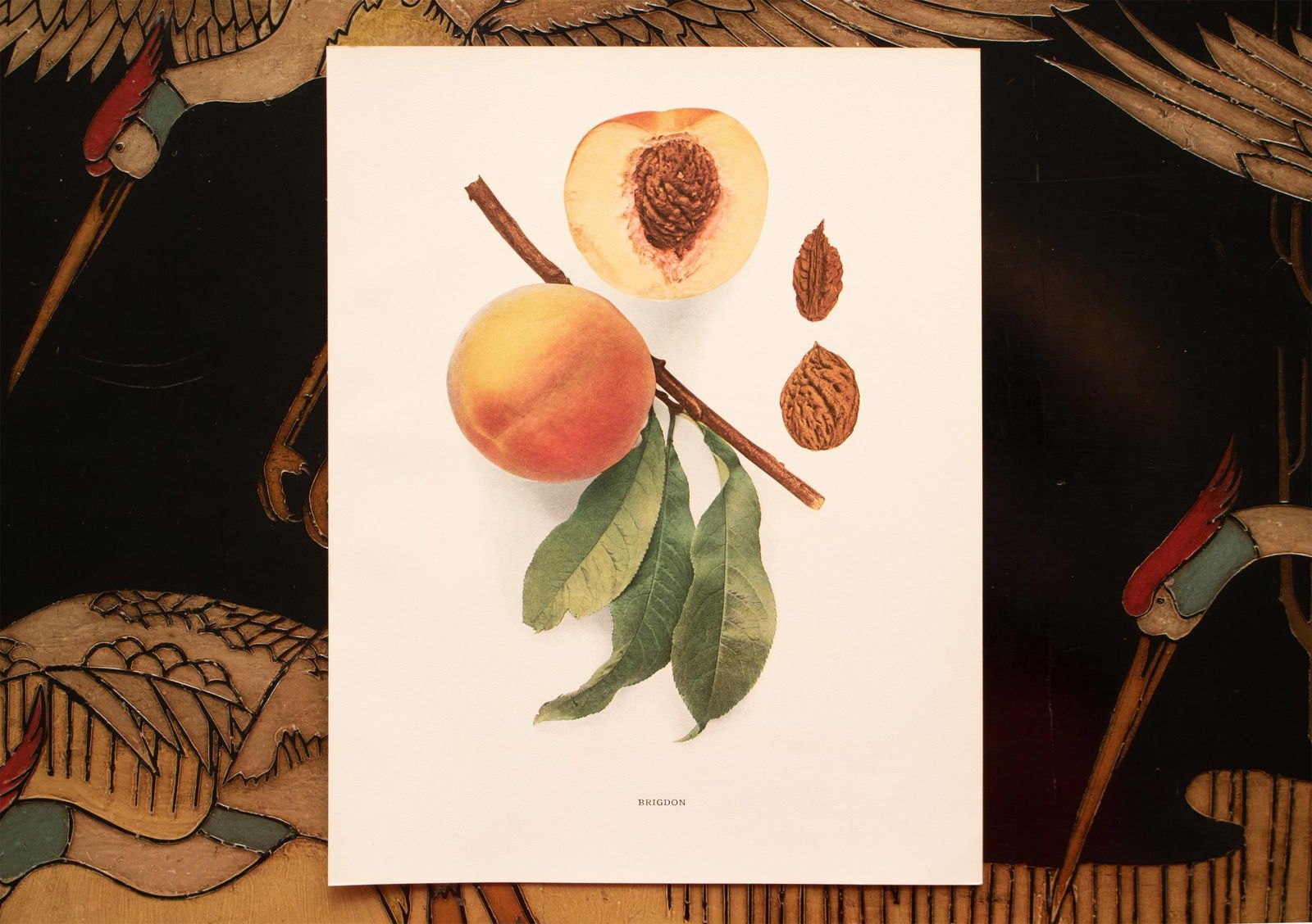 1900s U. P. Hedrick, Original Antique Photogravure of Brigdon Peaches - 5