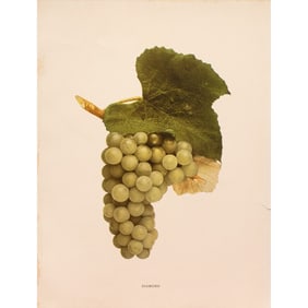 1900s U. P. Hedrick, Original Antique Photogravure of Diamond Grapes