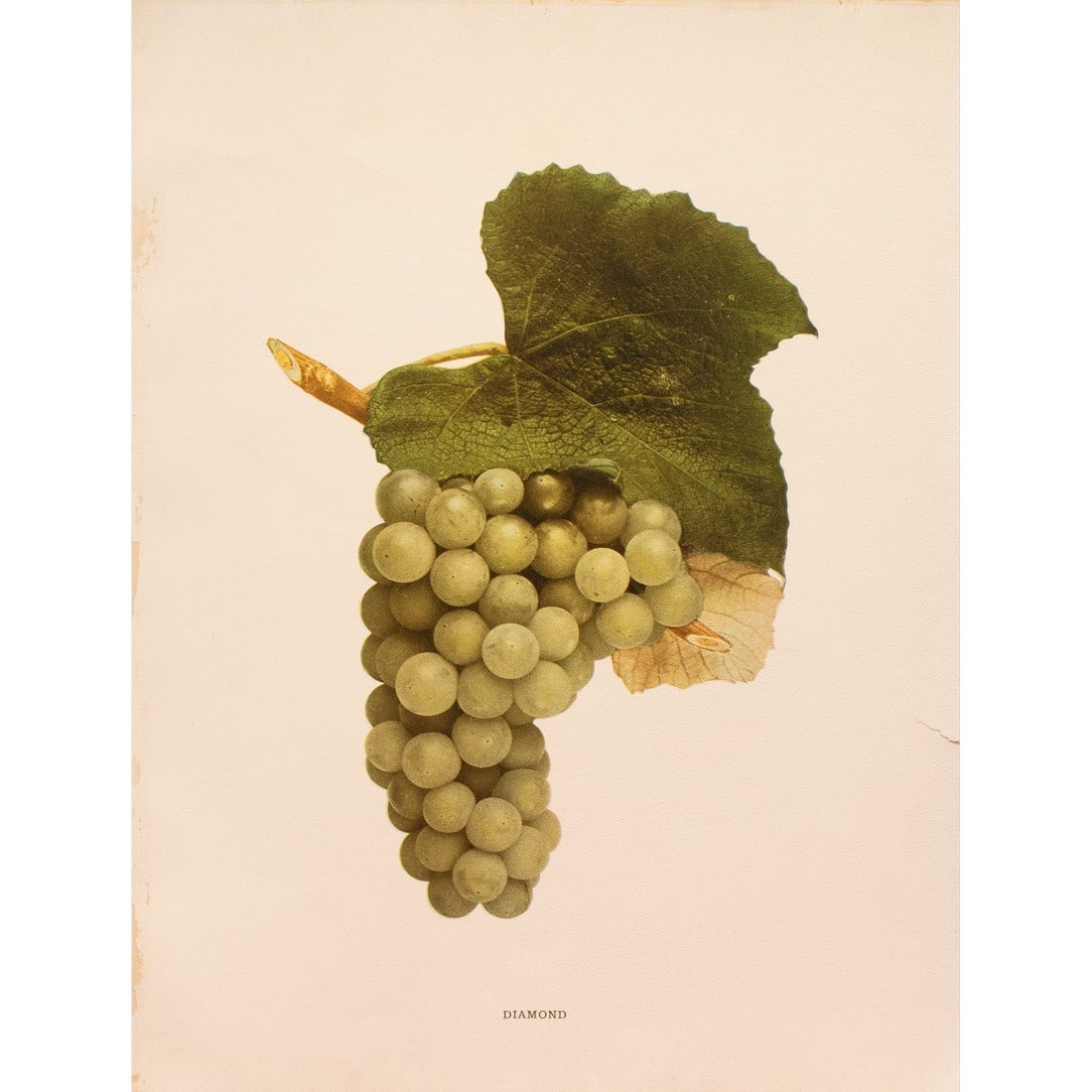 1900s U. P. Hedrick, Original Antique Photogravure of Diamond Grapes: A magnificent original antique photogravure (print) of Diamond Grapes by Ulysses Prentiss Hedrick (1870-1951). Superb quality. Printed on one side on heavy paper. Published and printed in early