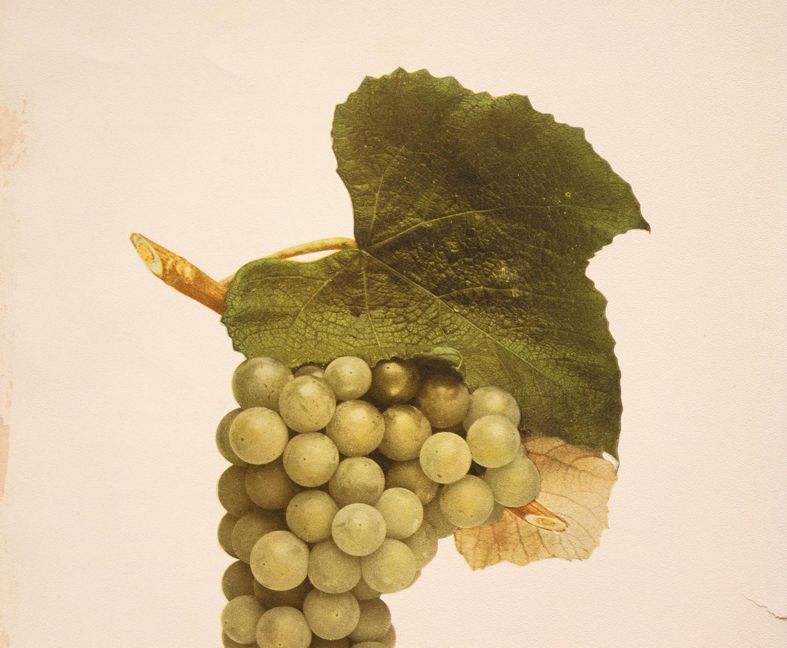 1900s U. P. Hedrick, Original Antique Photogravure of Diamond Grapes - 3