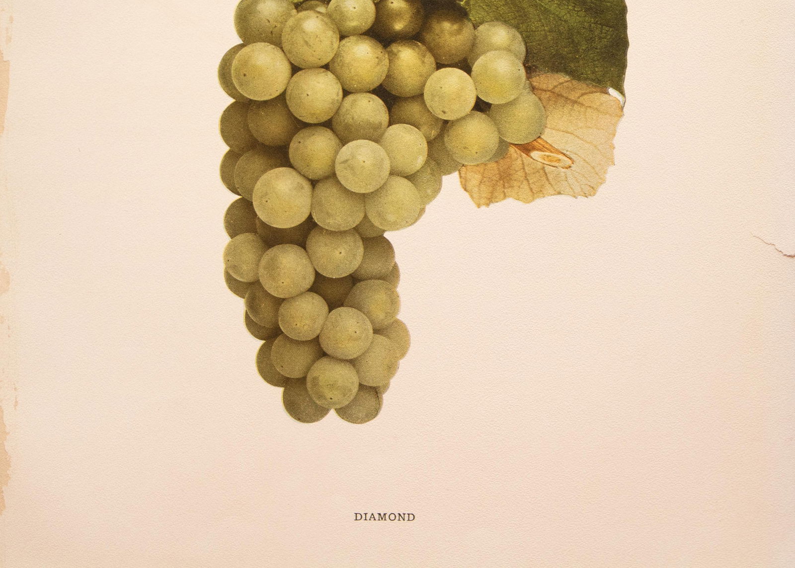 1900s U. P. Hedrick, Original Antique Photogravure of Diamond Grapes - 4