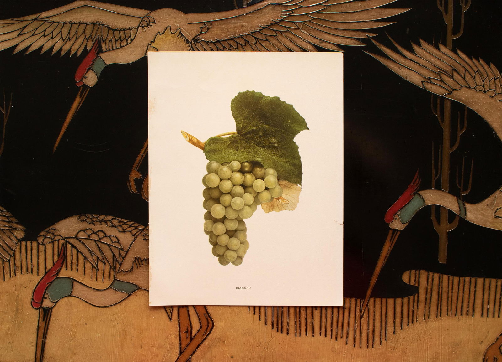 1900s U. P. Hedrick, Original Antique Photogravure of Diamond Grapes - 5